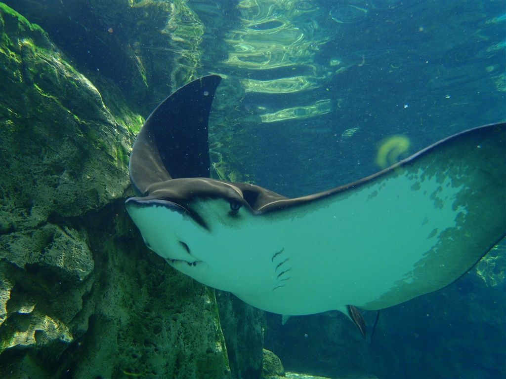 1024x768 Parkscope: Discovery Cove: Eden in Orlando