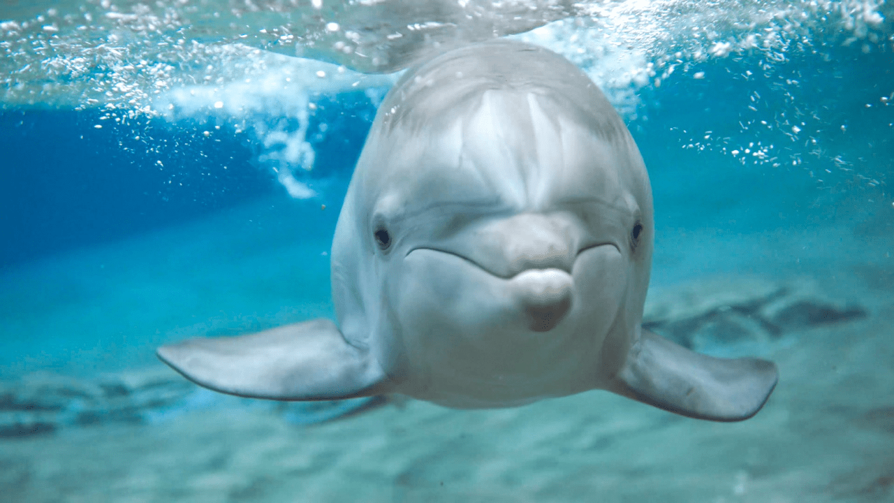 1280x720 What To Bring To Discovery Cove: A Guide For First Time Visitors