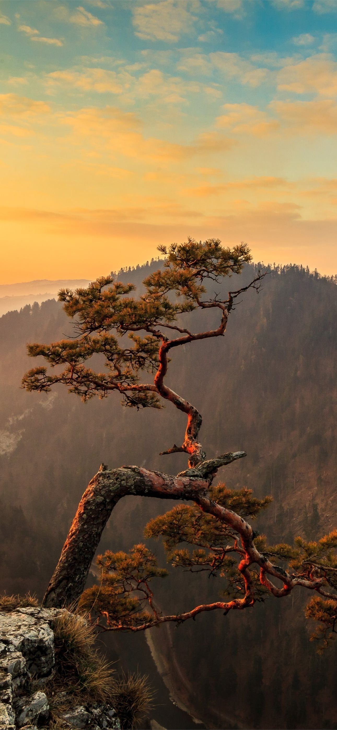 1290x2796 lone tree on top of mountain 4k iPhone Wallpaper Free Download