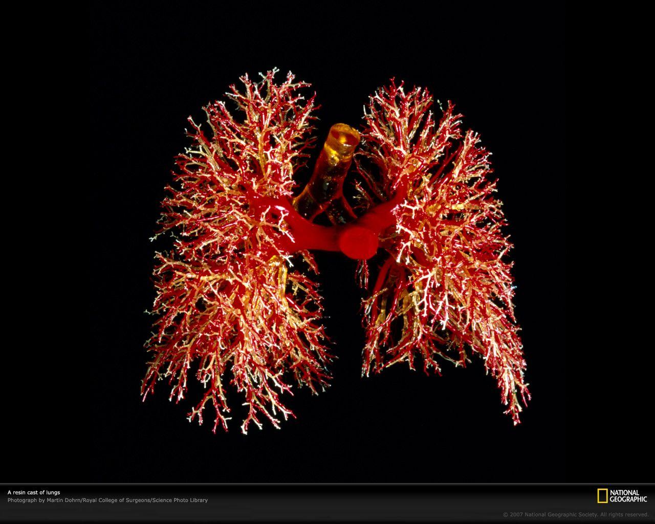 Lungs Wallpapers - Top Free Lungs Backgrounds - WallpaperAccess