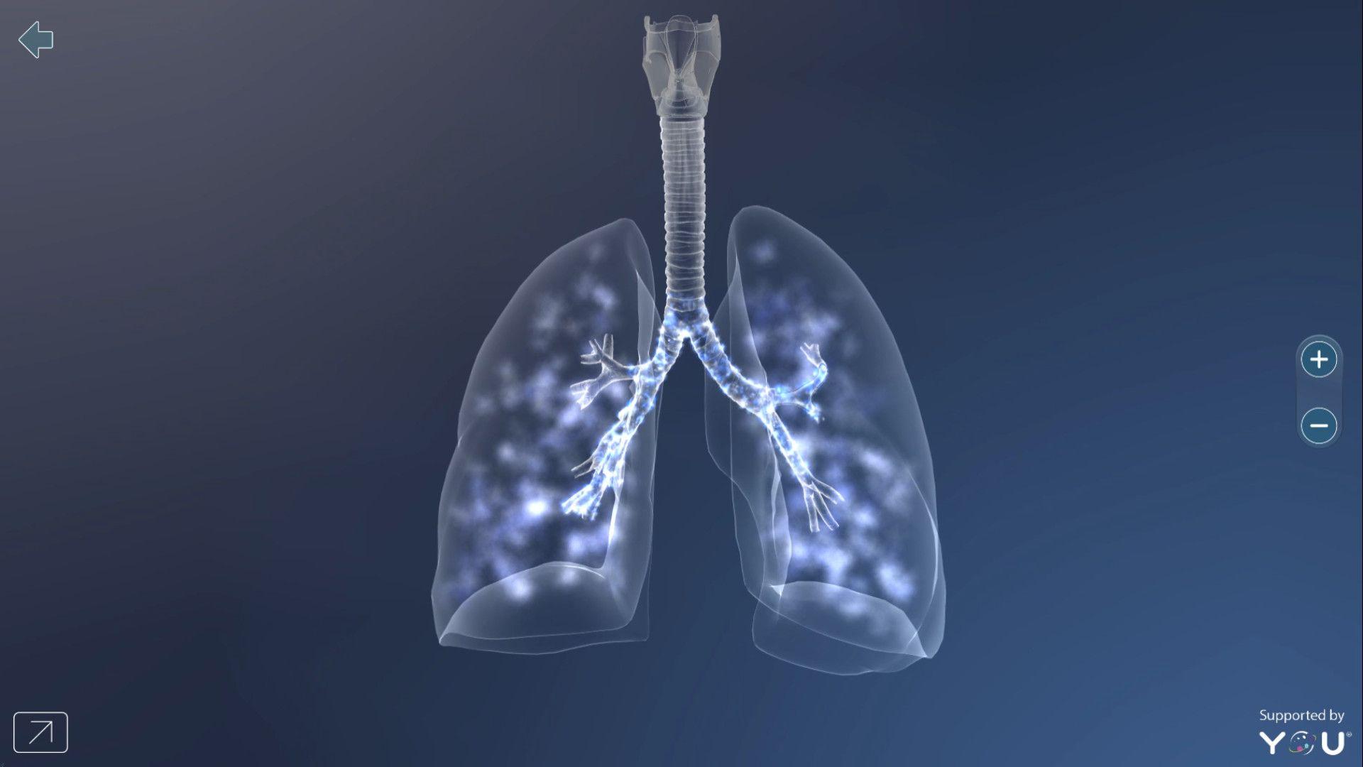 Of Human Respiratory System Lungs Anatomy HD wallpaper | Pxfuel