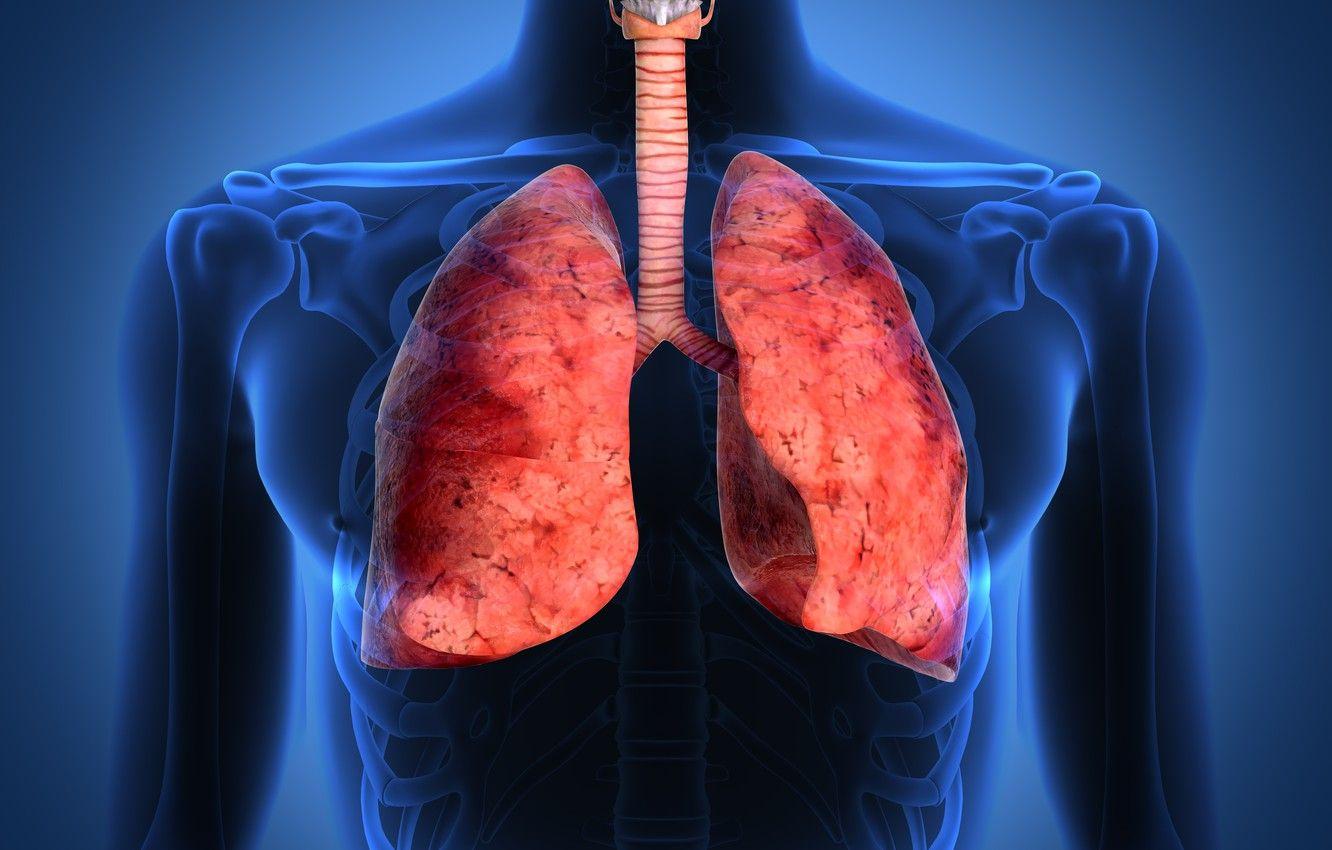 1332x850 Wallpaper lungs, respiratory tract, human body image for desktop, section рендеринг