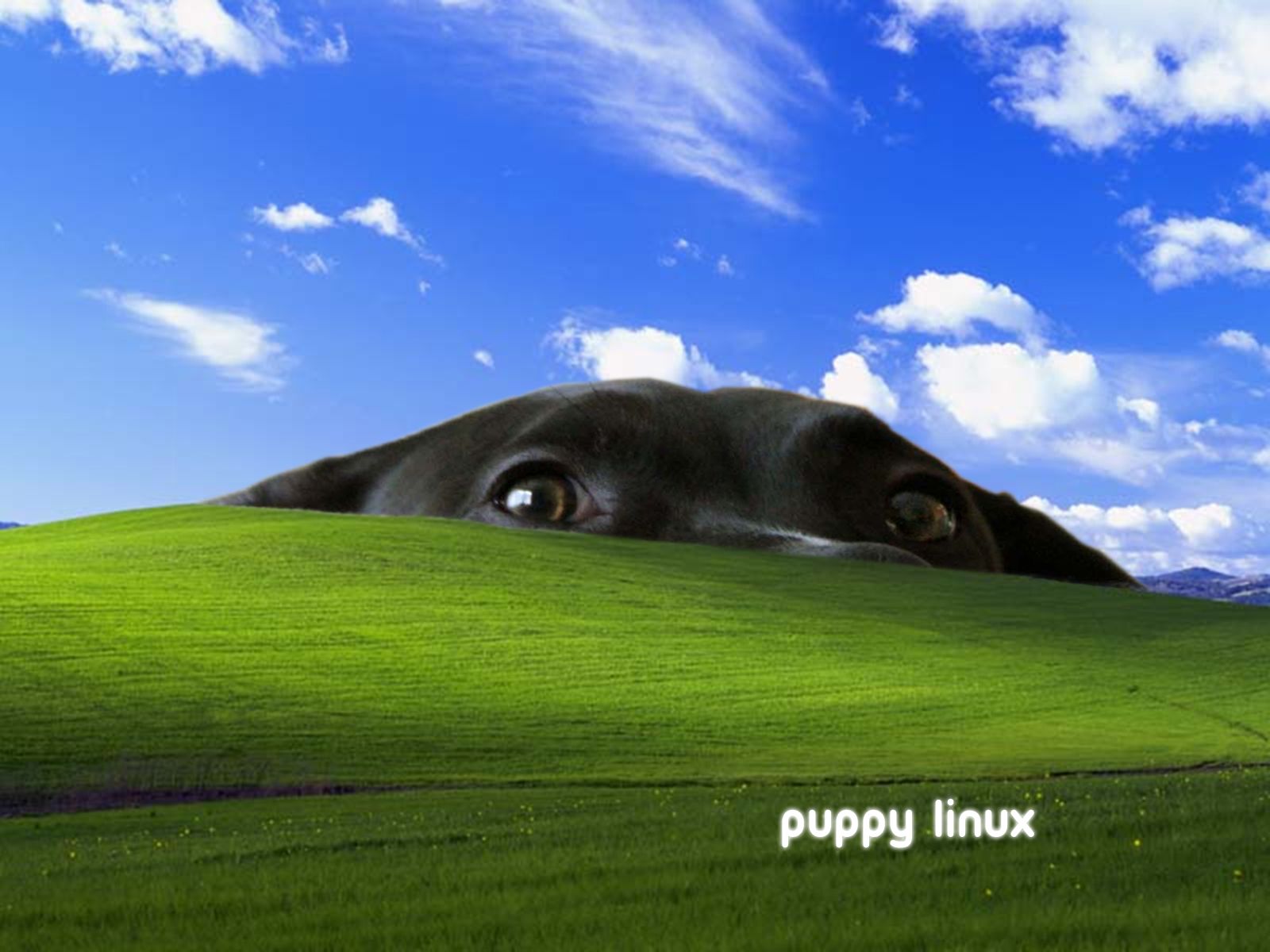 1600x1200 Puppy Linux Wallpaper