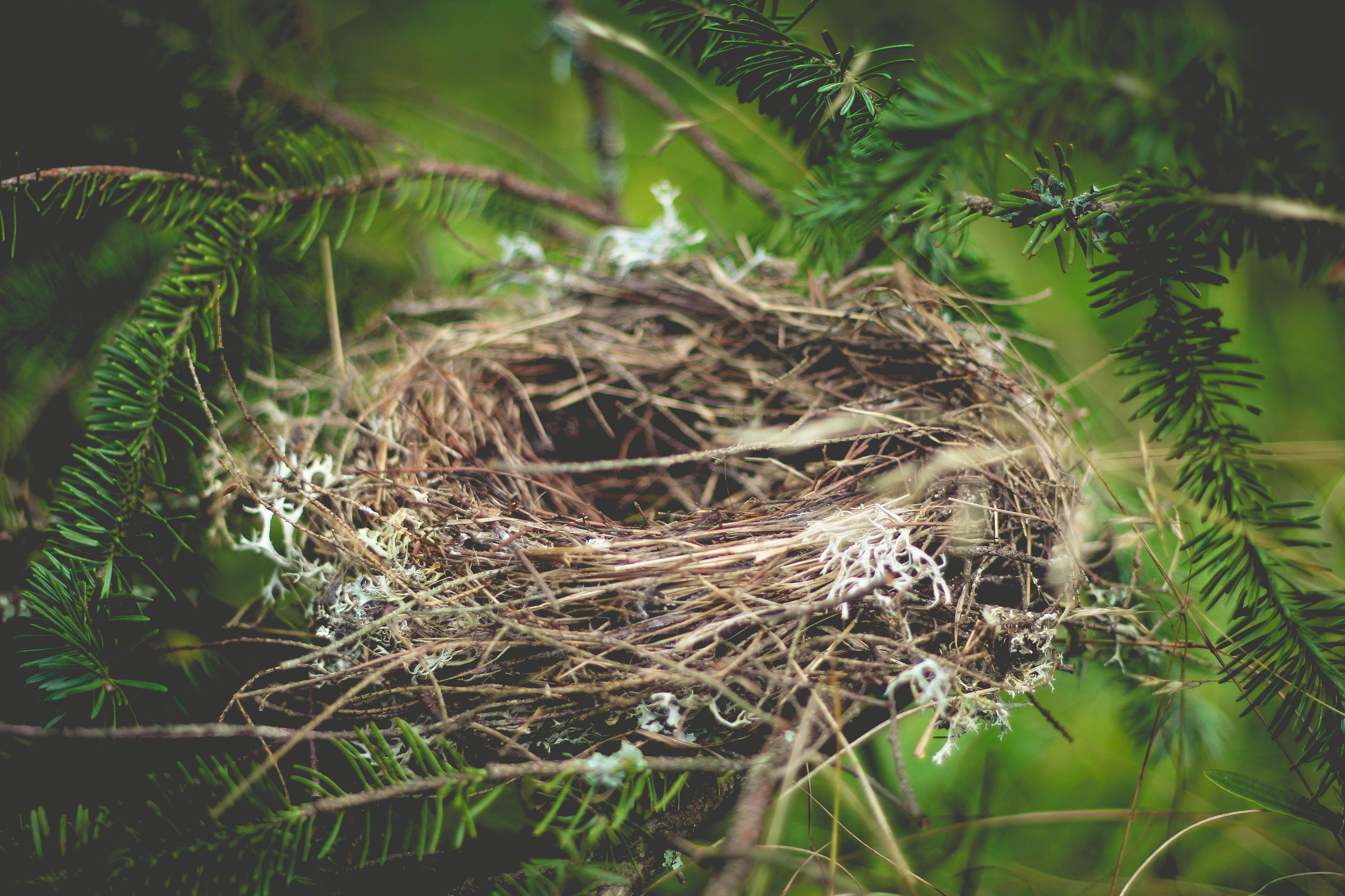 Bird Nest Wallpapers Top Free Bird Nest Backgrounds WallpaperAccess