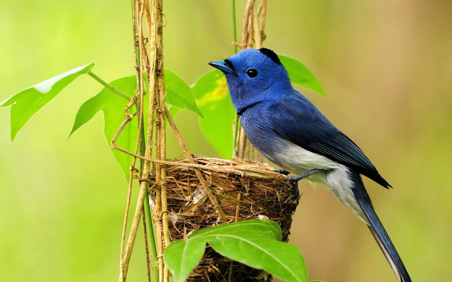 1920x1200 Bird Nest Color Branches. Most beautiful birds, Bird picture