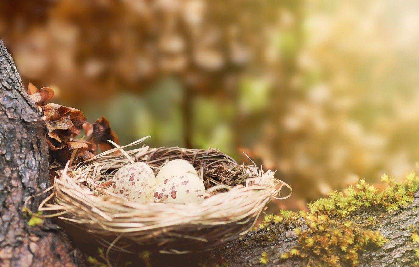 1332x850 Photo Wallpaper Tree, Eggs, Nest, Moss Wallpaper