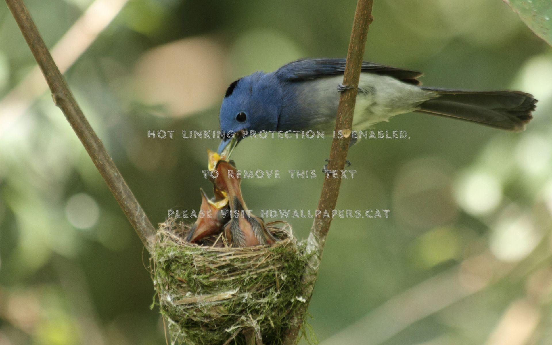 1920x1200 colorful bird feeding babies animals baby