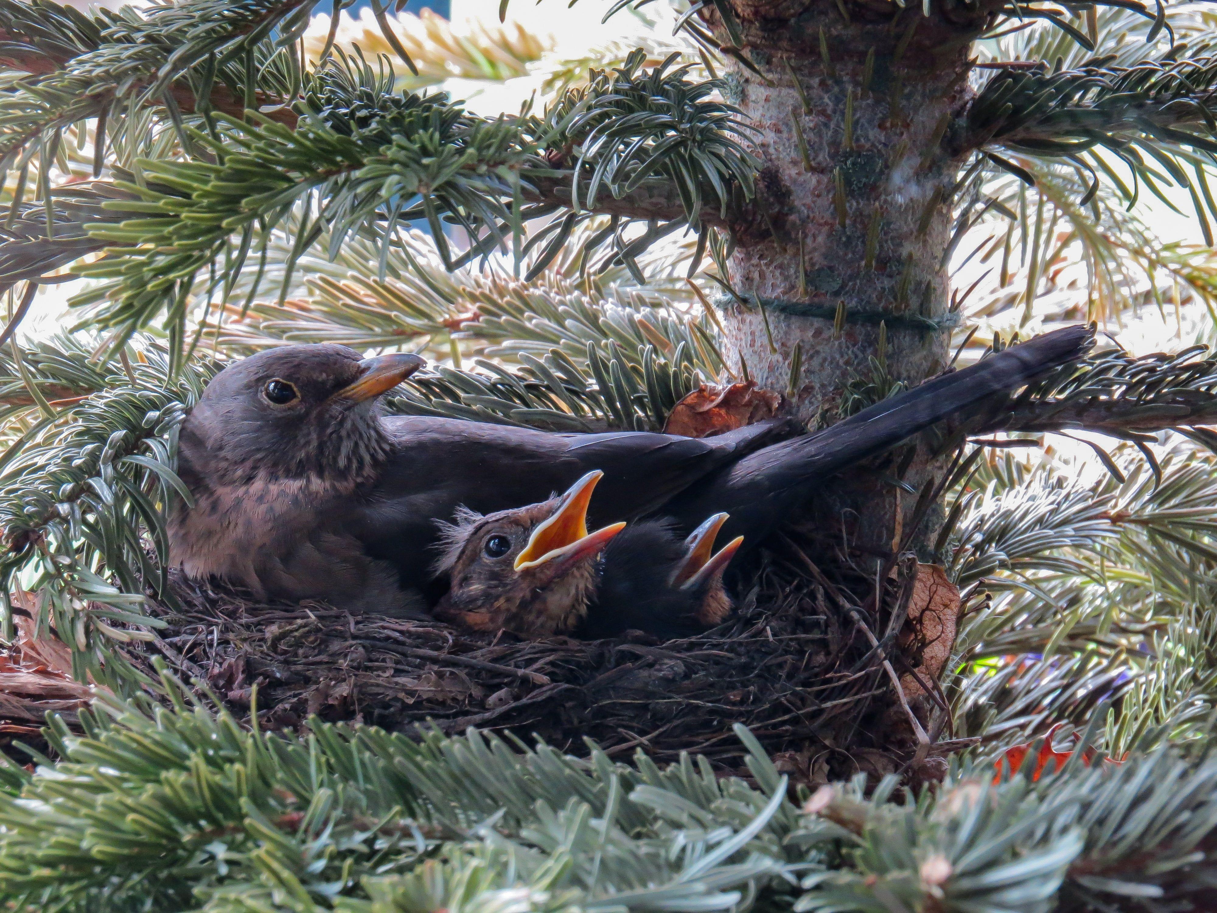 4000x3000 Black birds and chicks on birds nest HD wallpaper