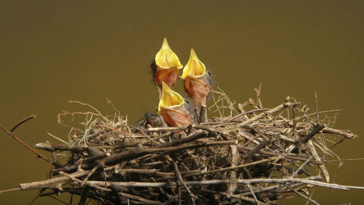 1244x700 Birds animals nest baby birds wallpaperx1080