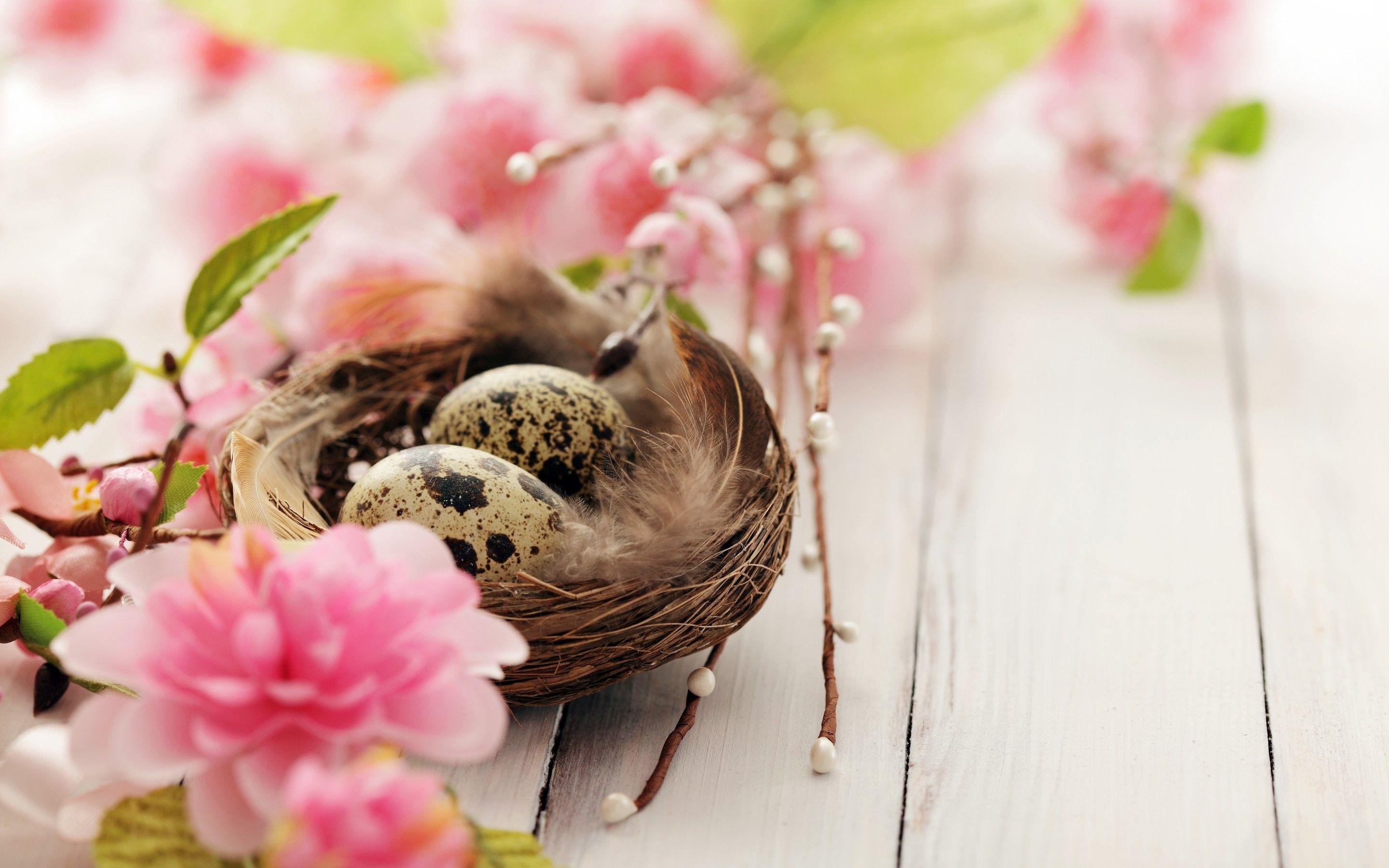 Bird Nest Wallpapers - Top Free Bird Nest Backgrounds - WallpaperAccess