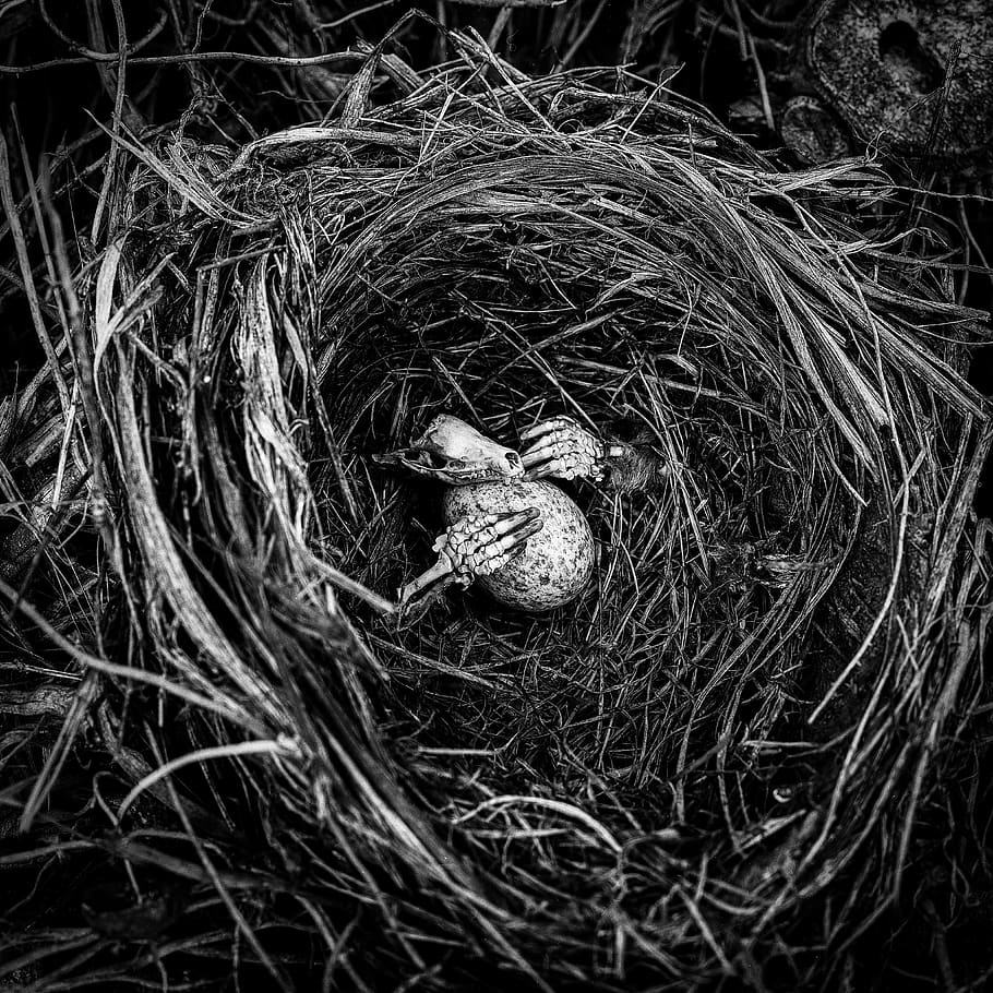 910x910 HD wallpaper: egg, bird, nest, skeleton, skull, hand, guardian