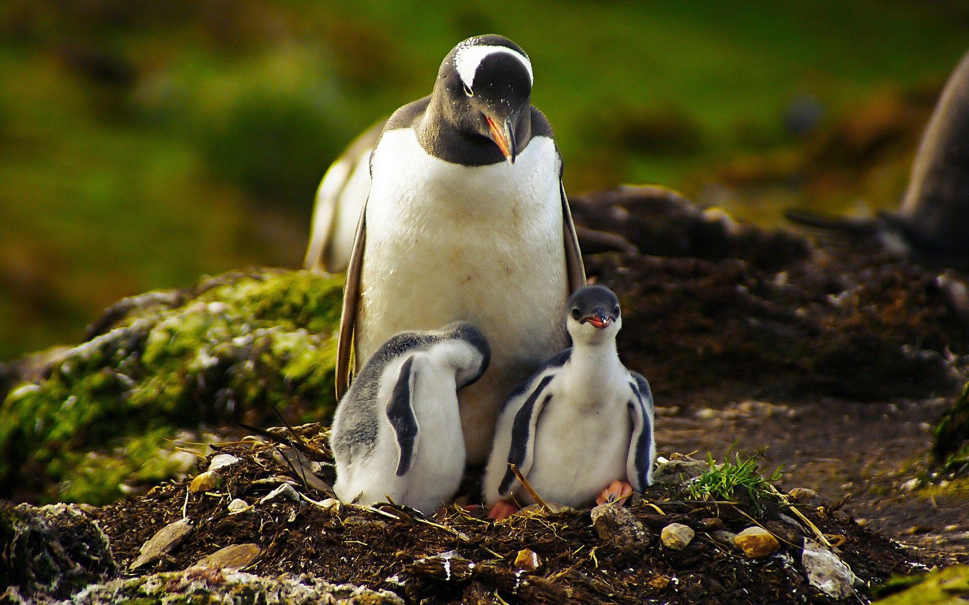1920x1200 Penguins Birds Nest wallpaperx1200