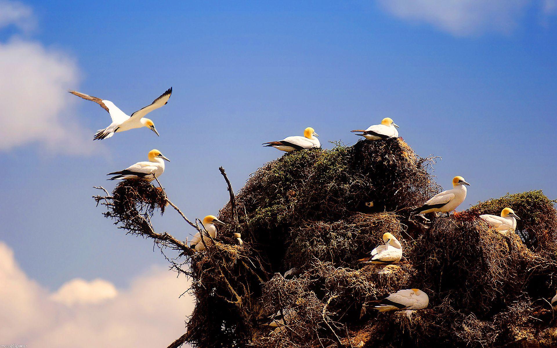 Bird Nest Wallpapers - Top Free Bird Nest Backgrounds - WallpaperAccess
