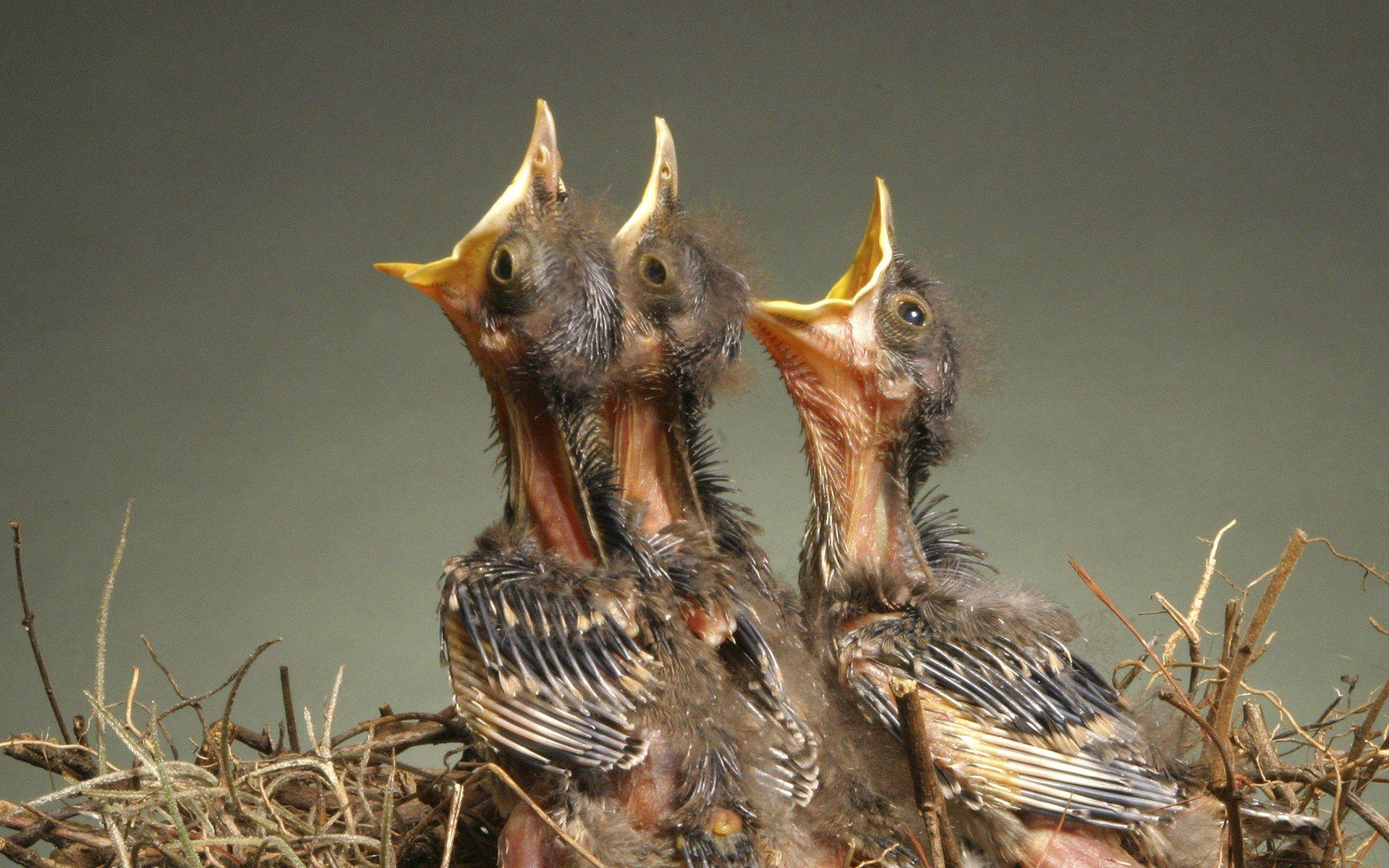 1920x1200 Three baby birds in the nest 1920x1200 NO.46 Desktop Wallpaper