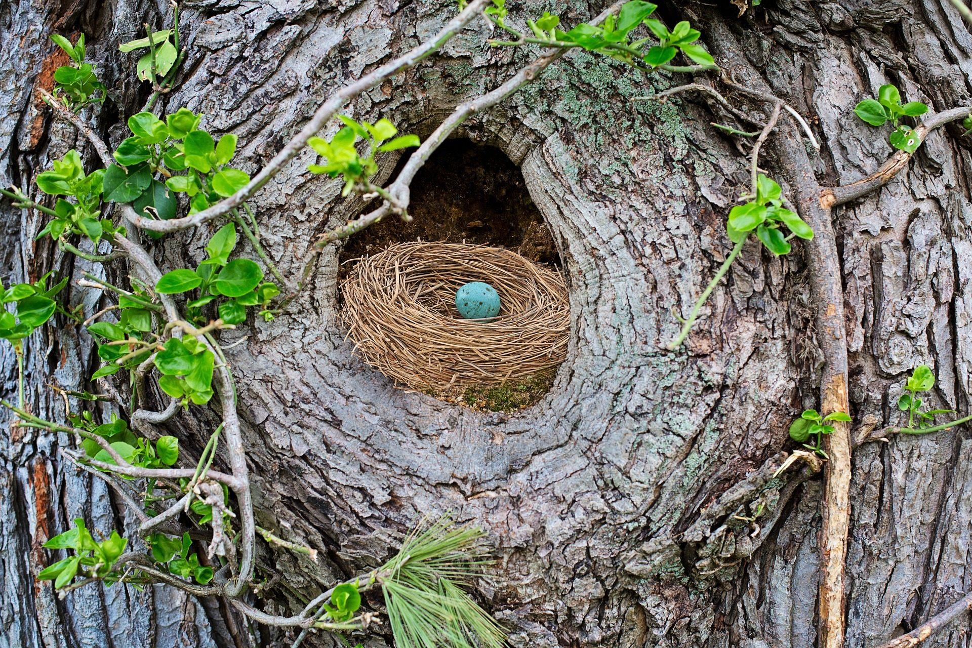 Bird Nest Wallpapers - Top Free Bird Nest Backgrounds - WallpaperAccess