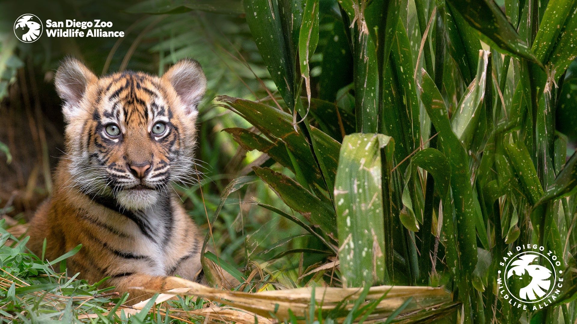 1920x1080 Zoom Background. San Diego Zoo