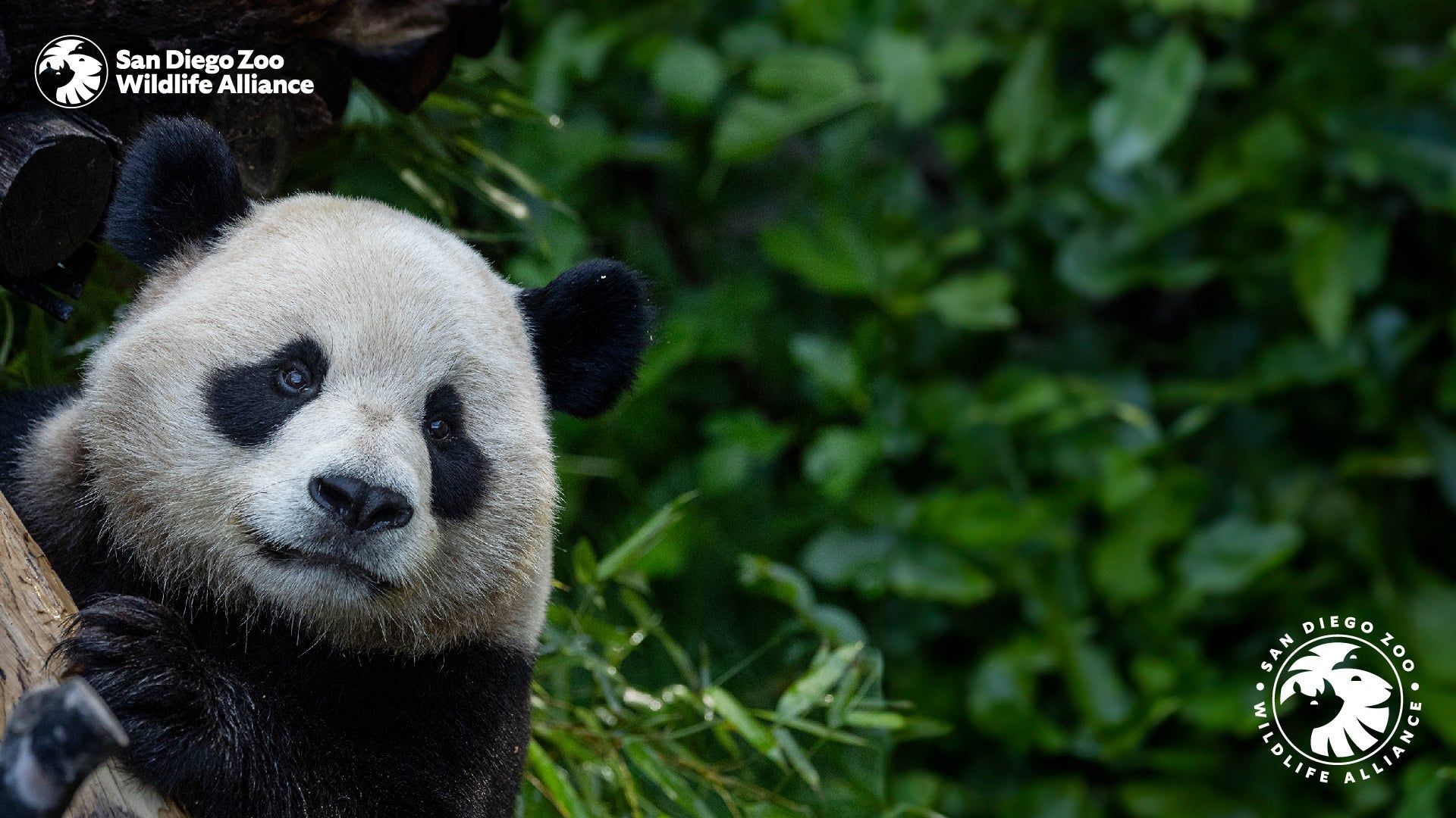 1920x1080 Zoom Background. San Diego Zoo