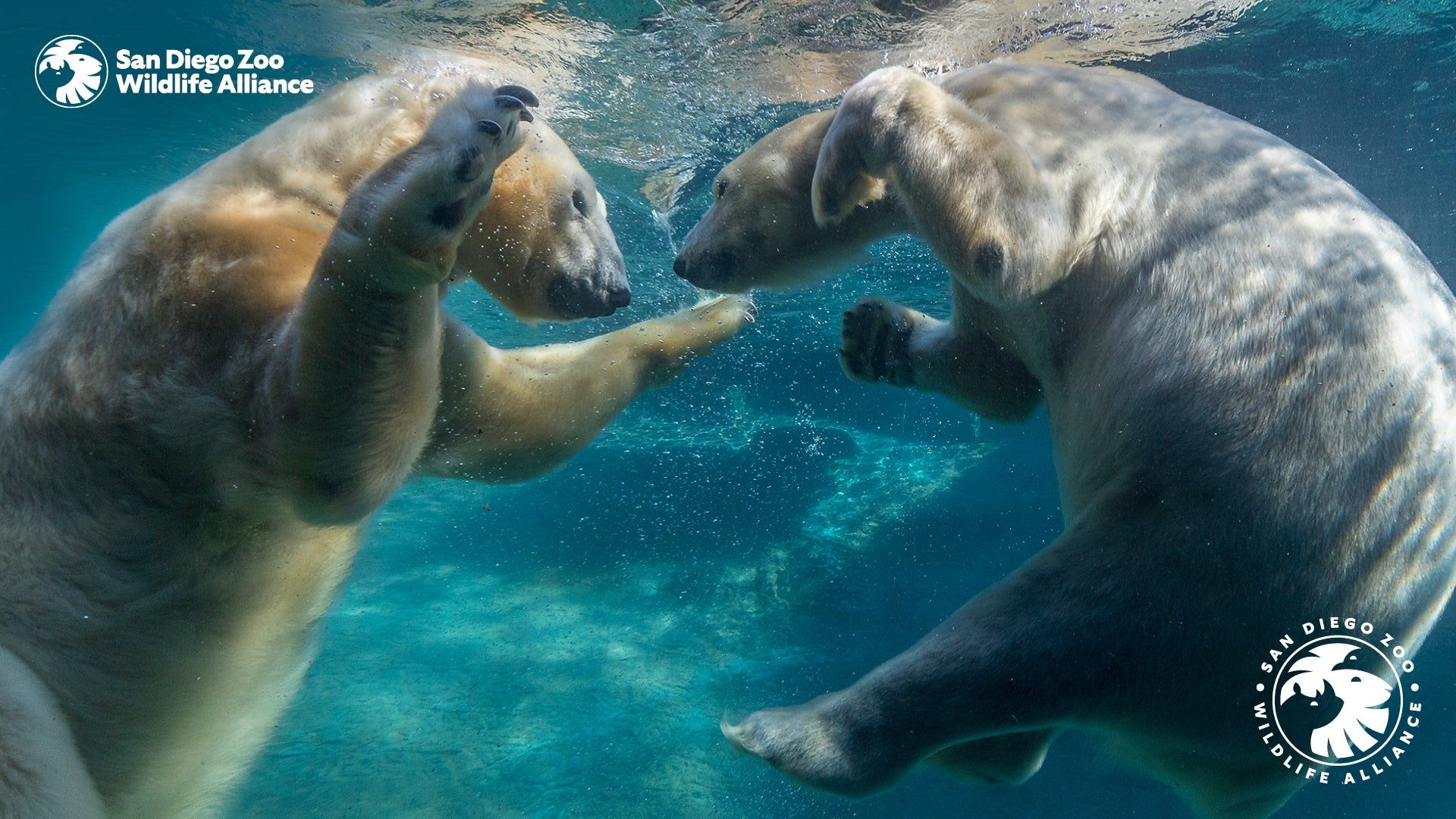 1920x1080 Zoom Background. San Diego Zoo