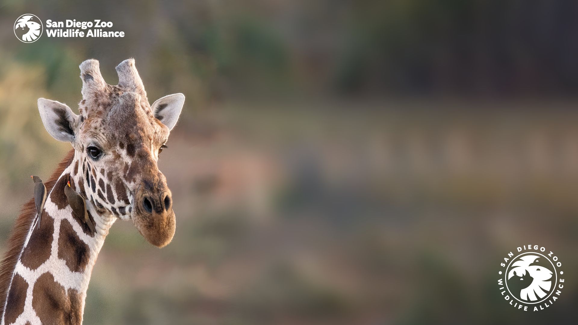 1920x1080 San Diego Zoo Wallpaper