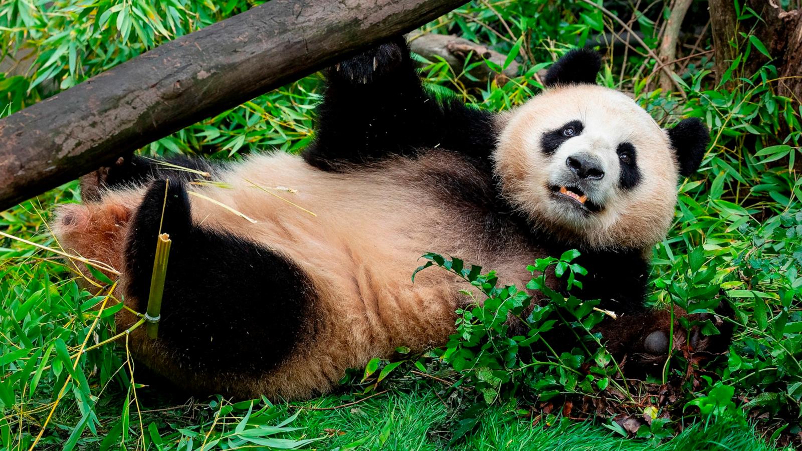 1600x900 See new photo of pandas from China at San Diego Zoo