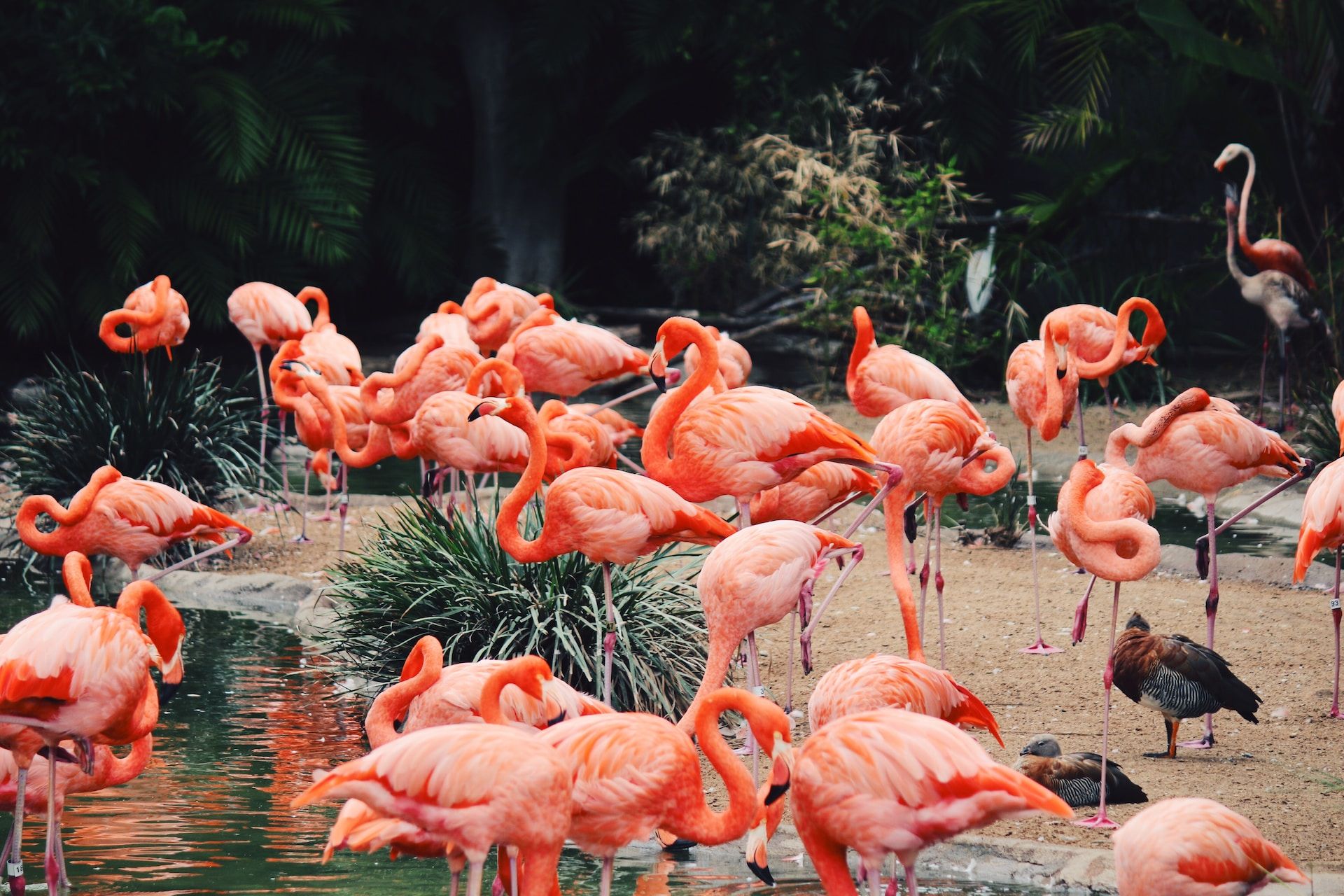 1920x1280 A Complete Guide To Visiting the San Diego Zoo