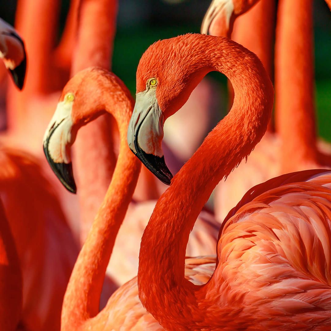 1080x1080 The San Diego Zoo in San Diego, CA (34 Photo)