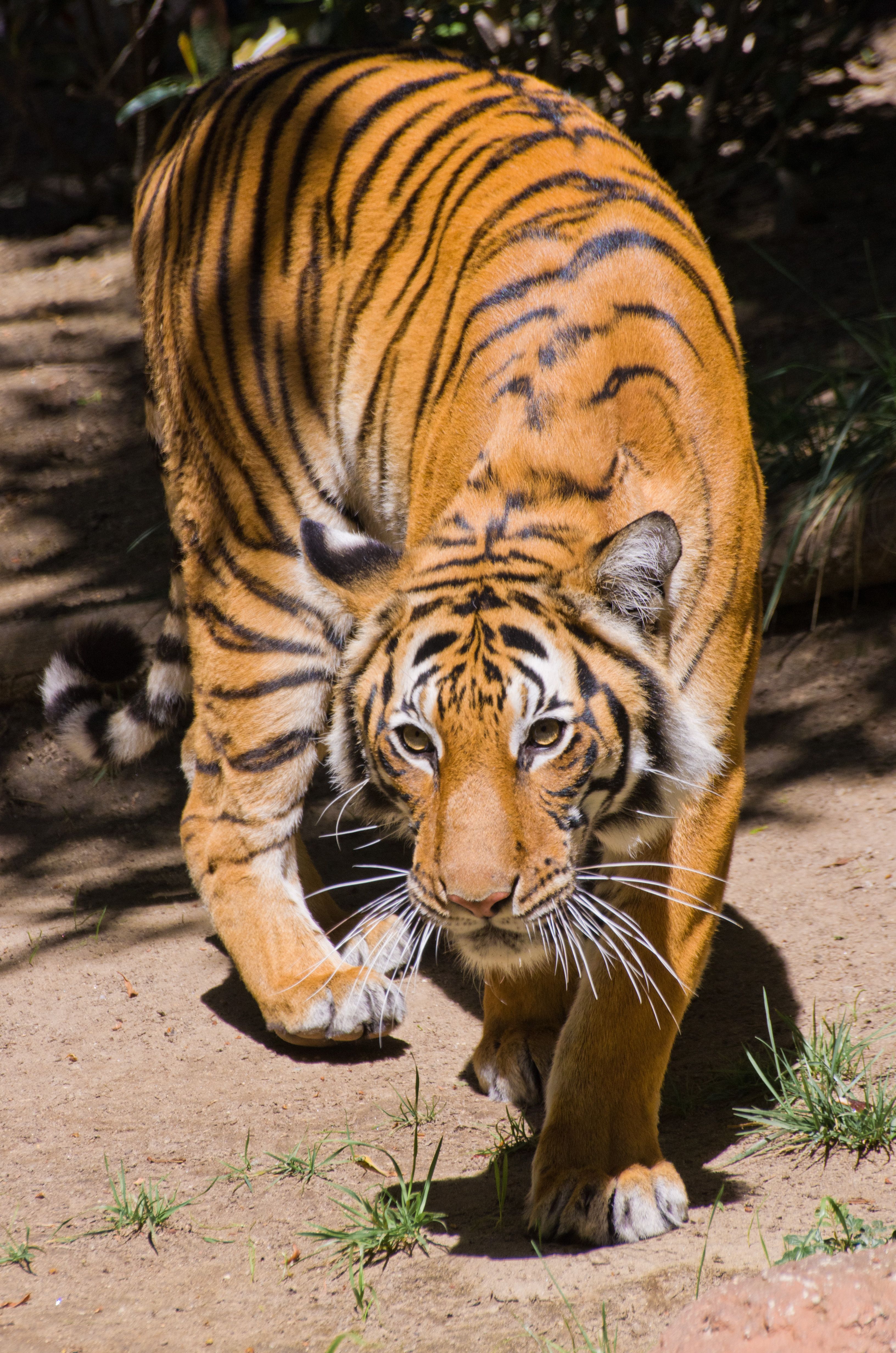 3264x4928 Tiger in san diego zoo