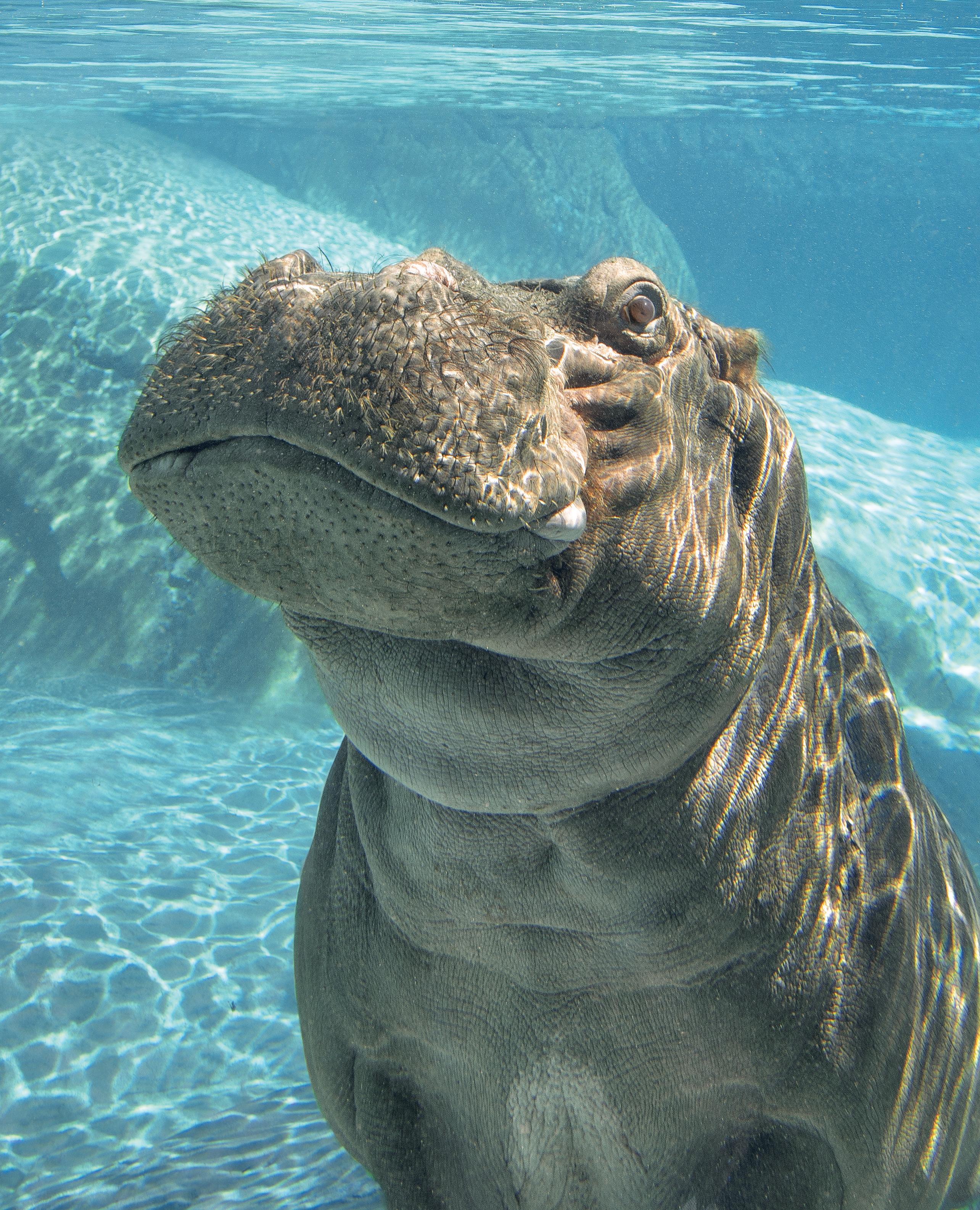 2569x3171 San Diego Zoo Wildlife Alliance Journal July 2024 by San Diego Zoo Wildlife Alliance