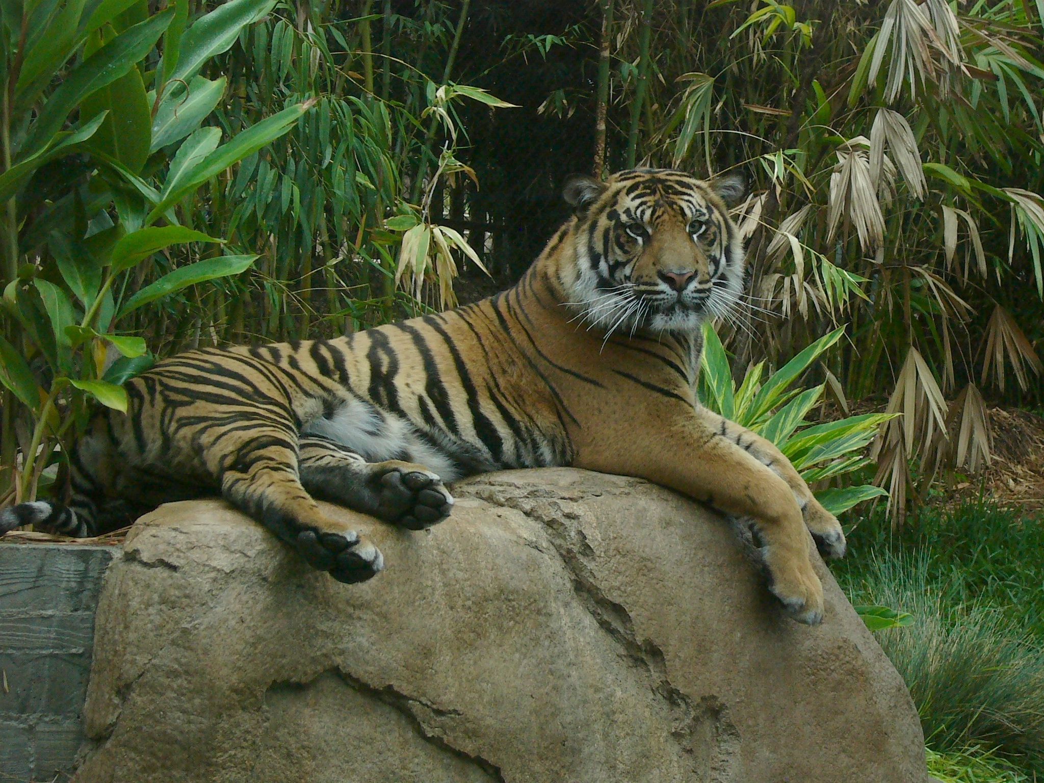 2048x1536 Tiger in San Diego Zoo Safari