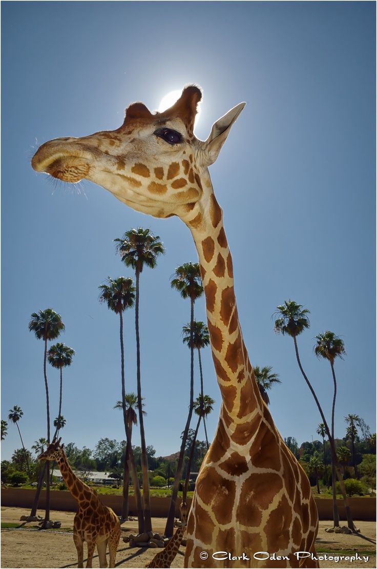 736x1109 Close Encounter' of the Giraffe kind! Diego Zoo Safari Park. Clark Oden Photography