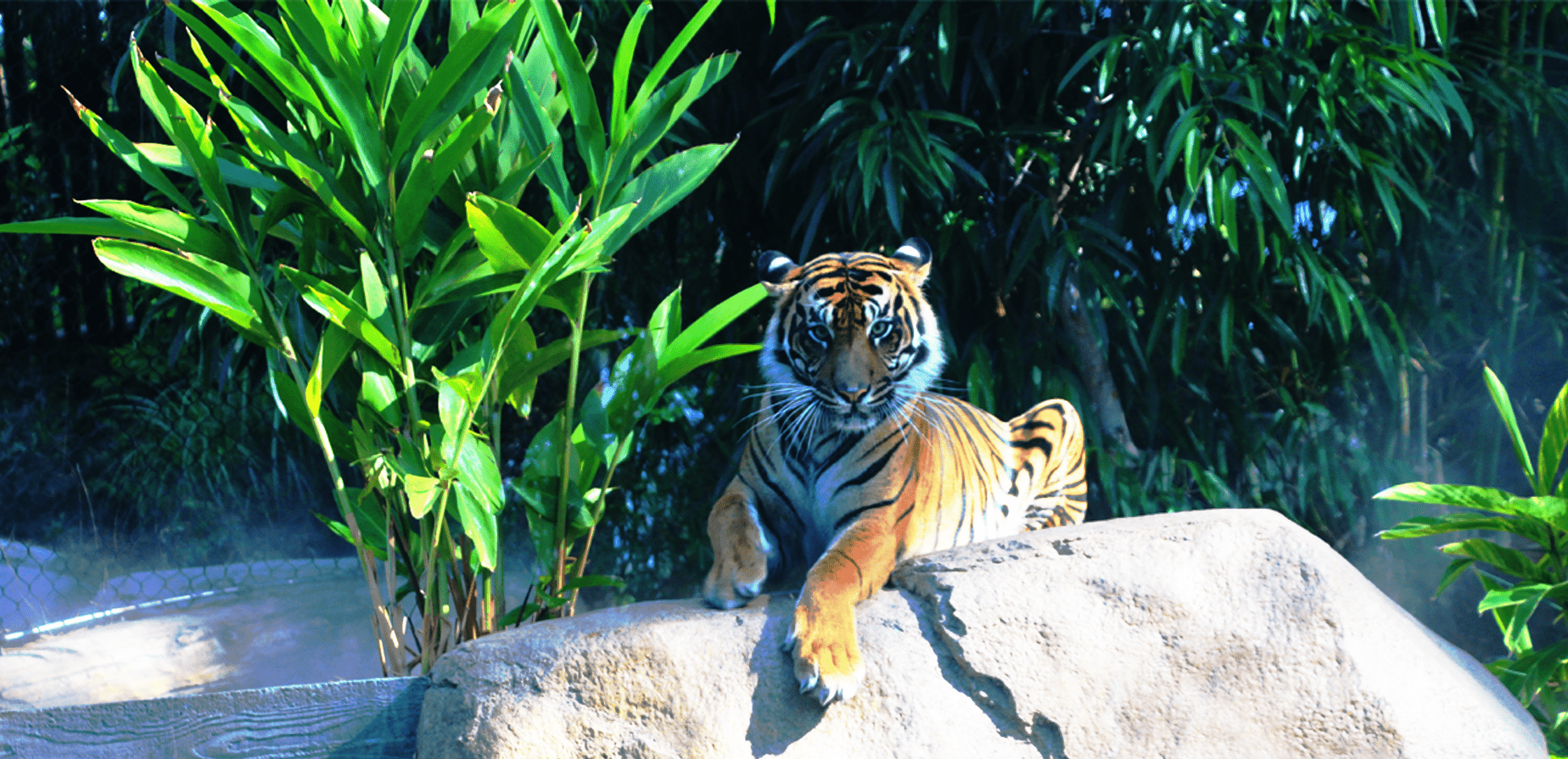 1848x895 San Diego Zoo, Tiger Trail at the Safari Park. Suffolk Construction %