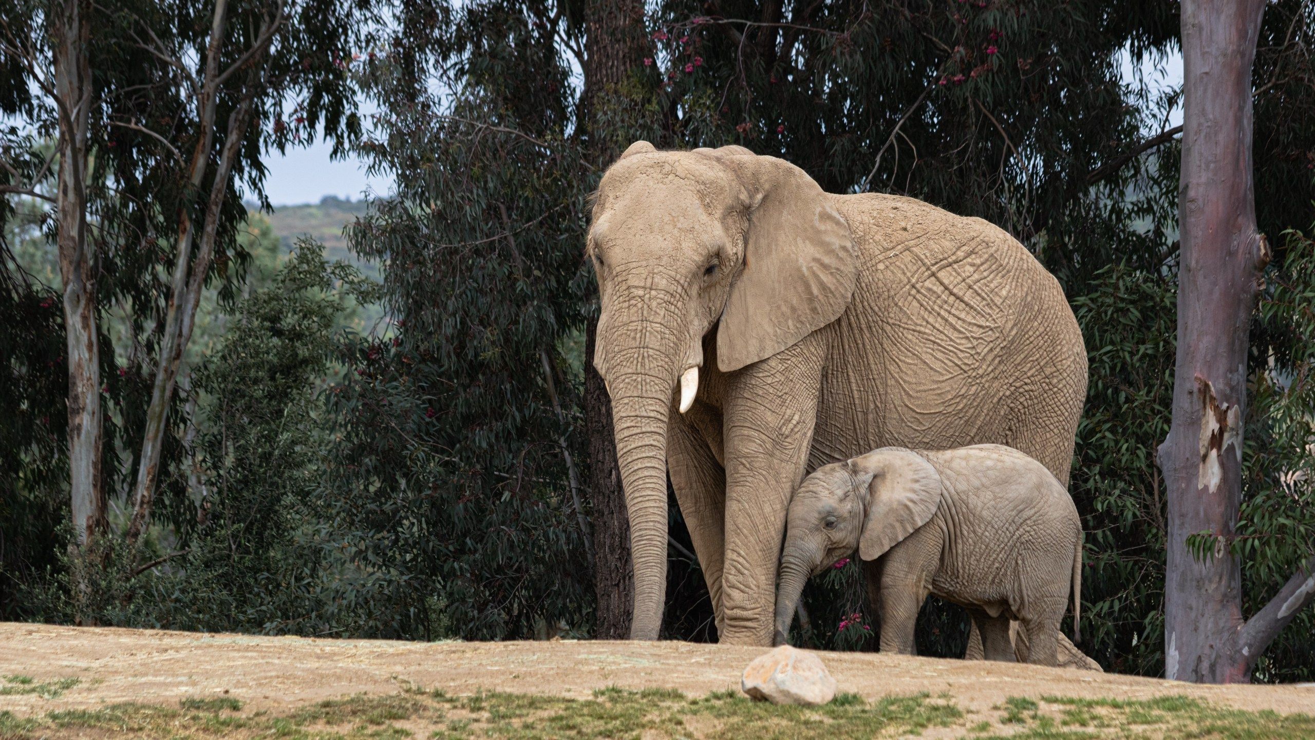 2560x1440 Watch the San Diego Zoo live cam
