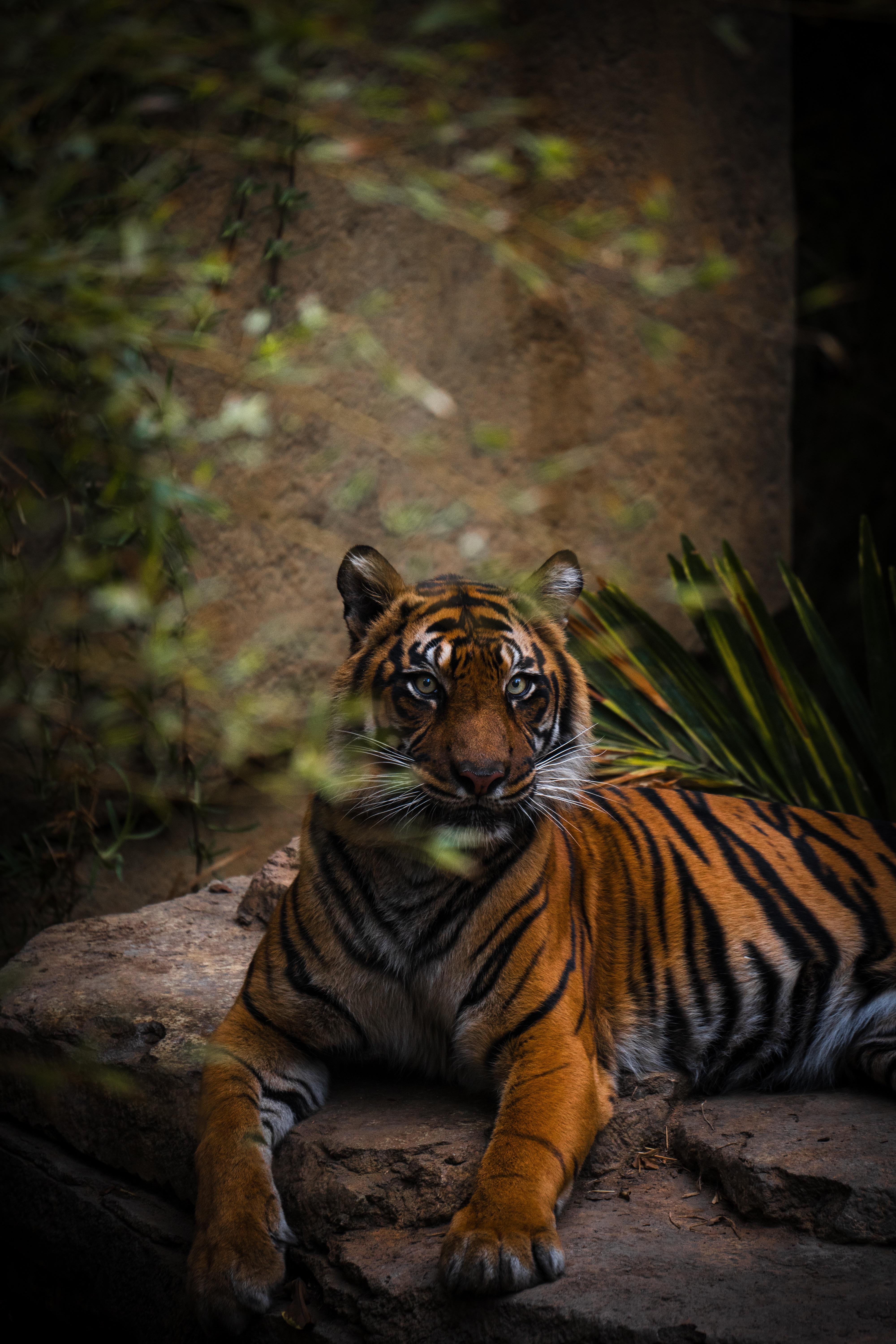 4000x6000 Some Animals From The San Diego Zoo! [a7iii, Tamron 150 500mm]