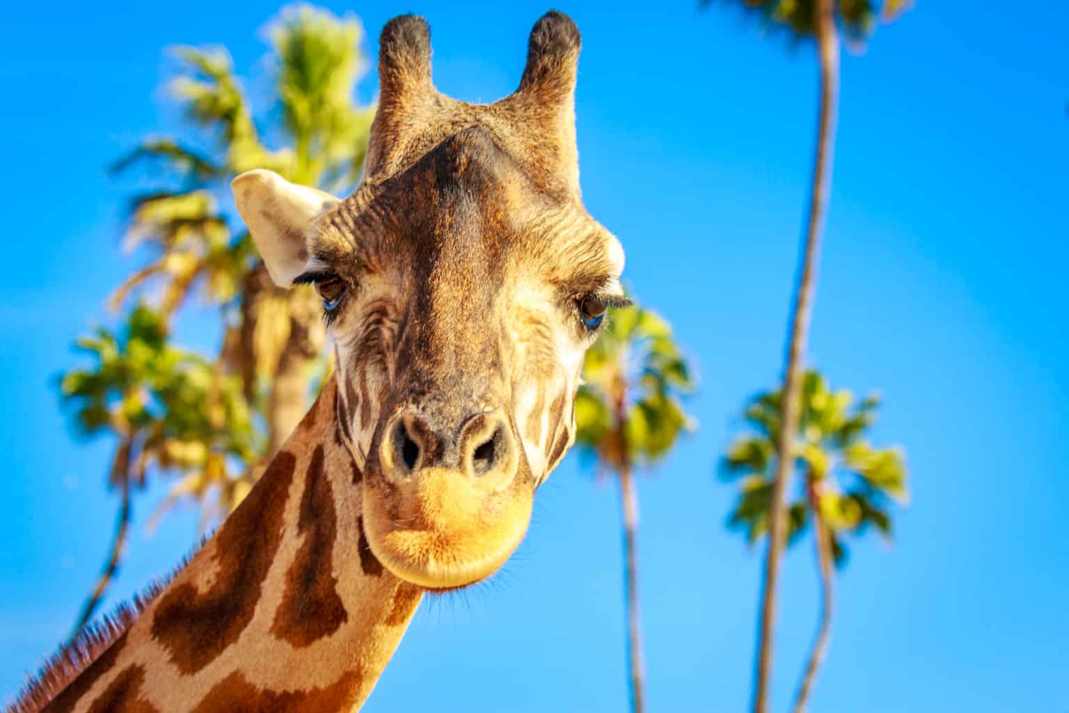 1536x1024 San Diego Zoo Safari Park: Amazing Highlights