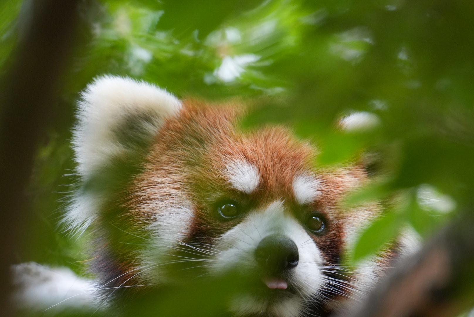 1616x1080 The beautiful animals at the San Diego Zoo