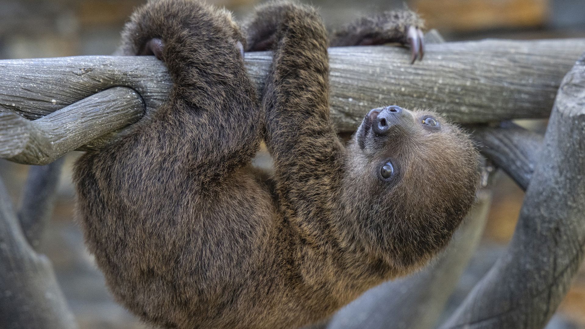 1920x1080 Photos: Cute baby animals at the San Diego Zoo San Diego