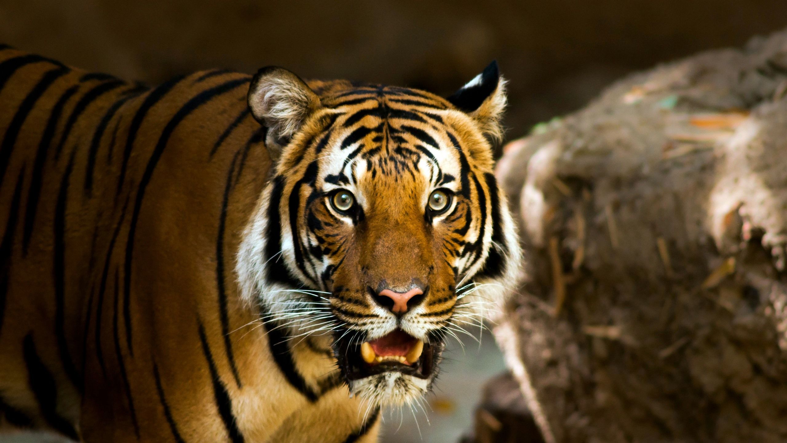 2560x1440 Tiger San Diego Zoo San Diego USA Bing 4K