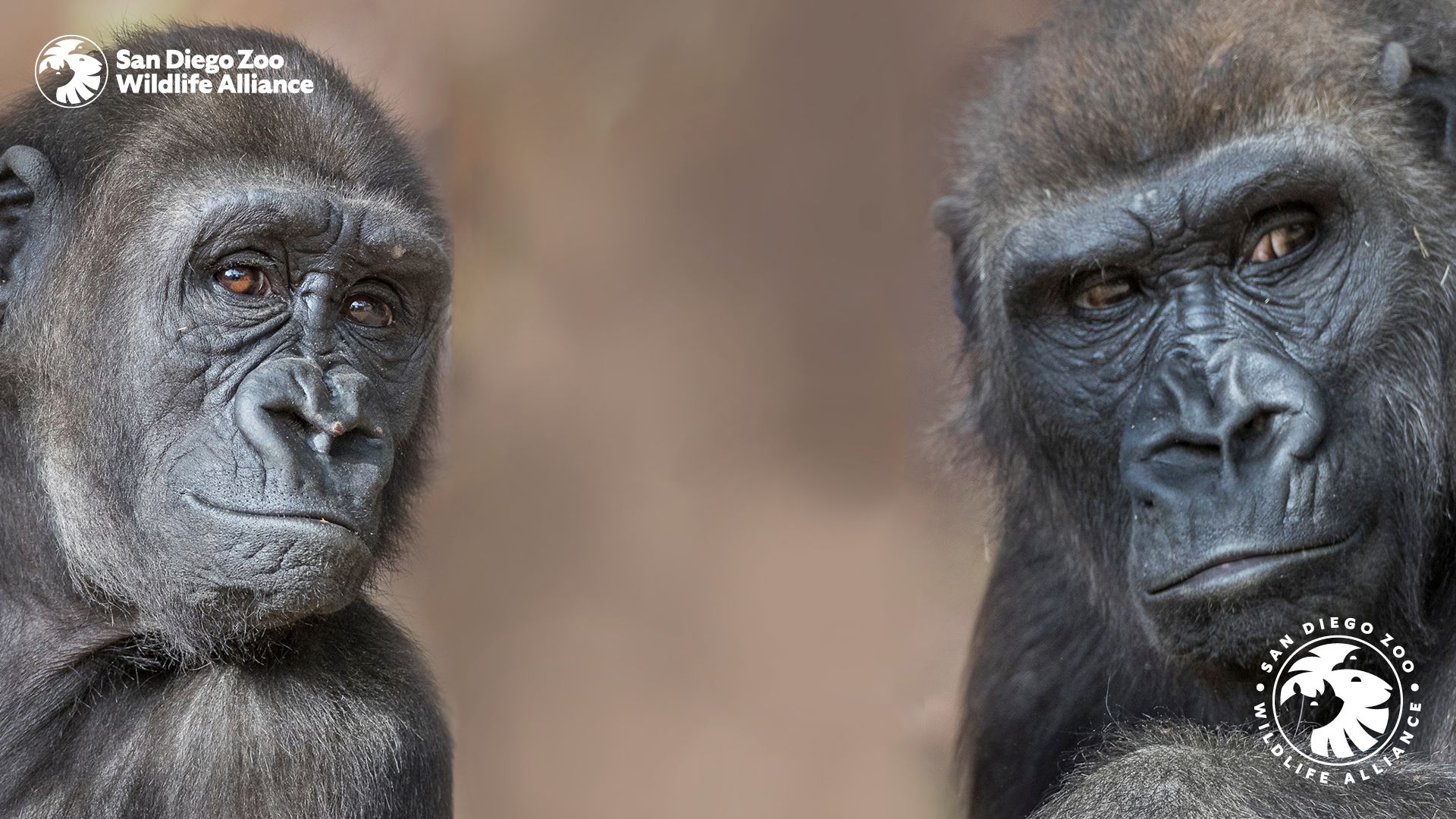 1920x1080 San Diego Zoo Wildlife Alliance background for National Endangered Species Day (May 21st)