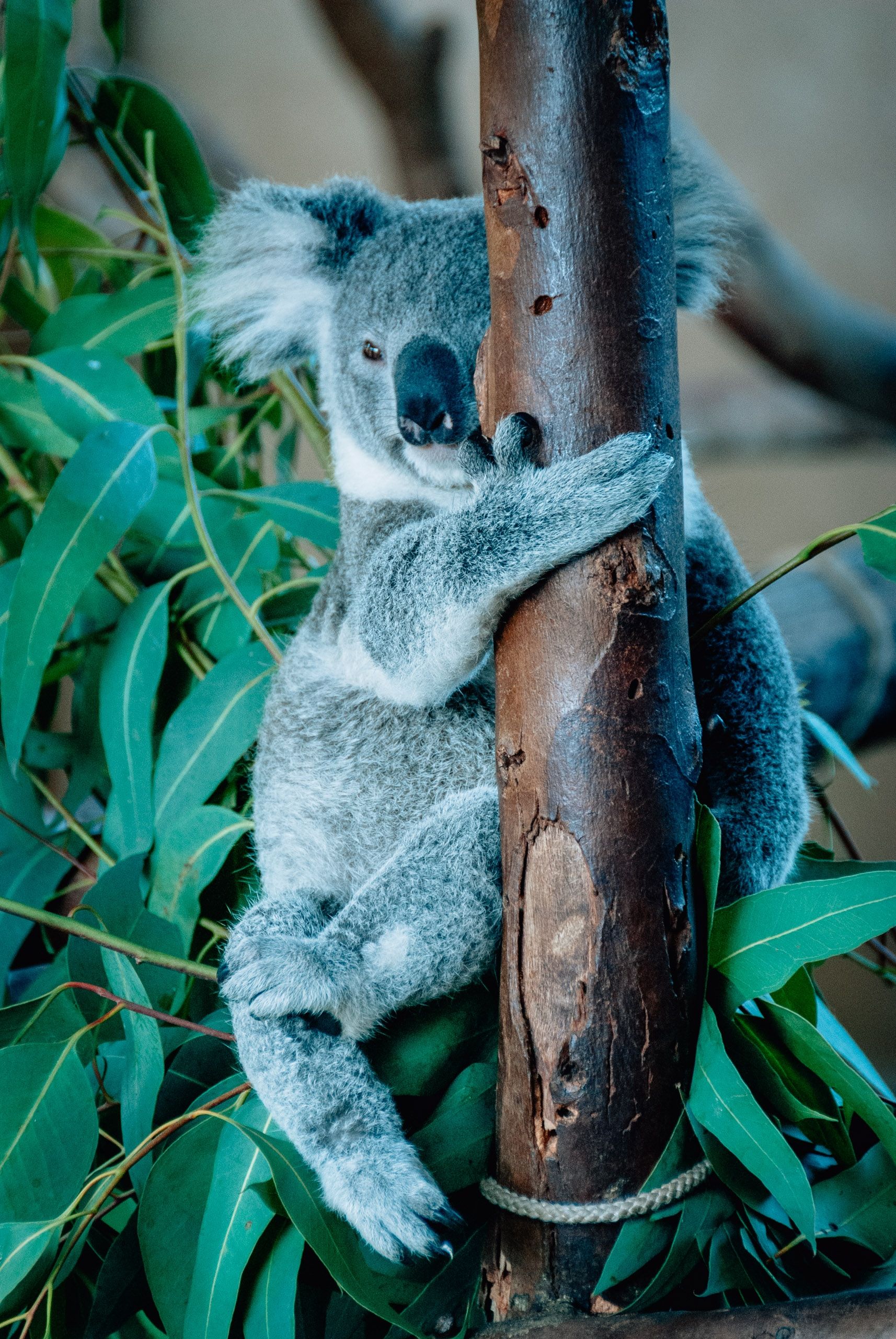 1714x2560 Day at The San Diego Zoo