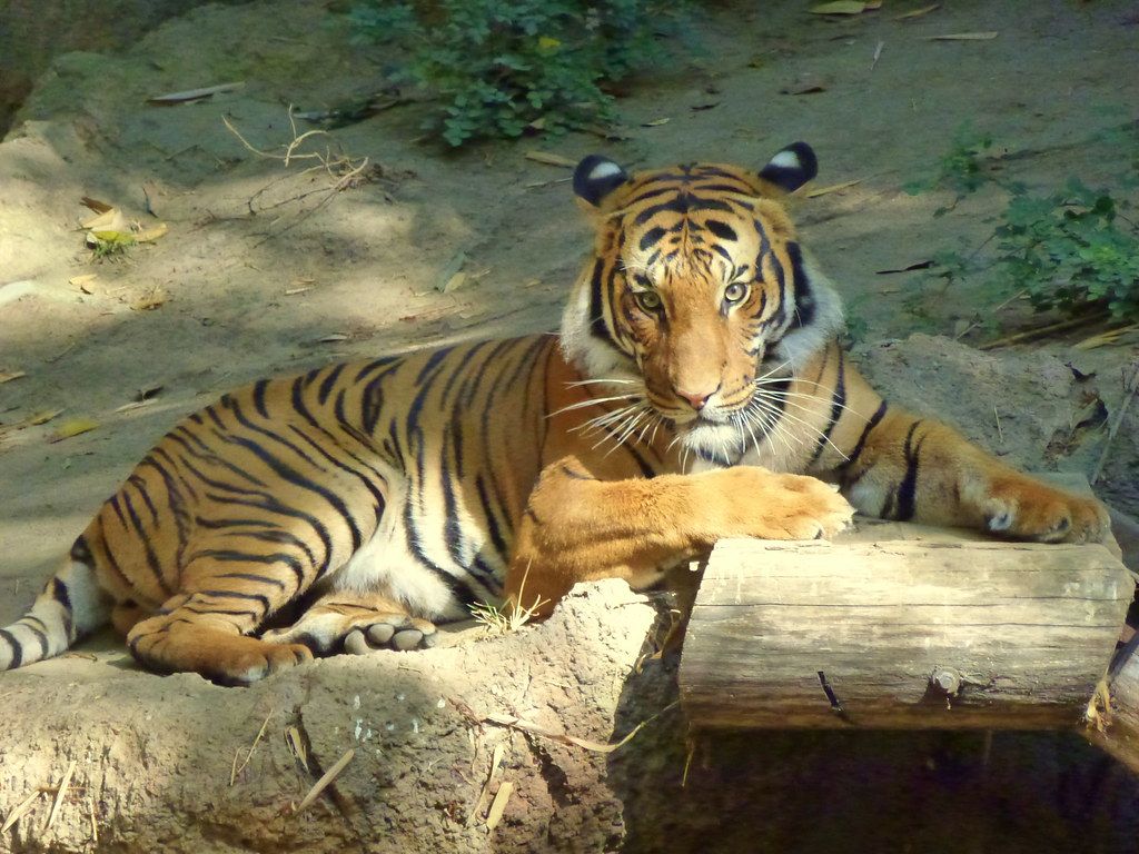 1024x768 San Diego Zoo. San Diego Zoo