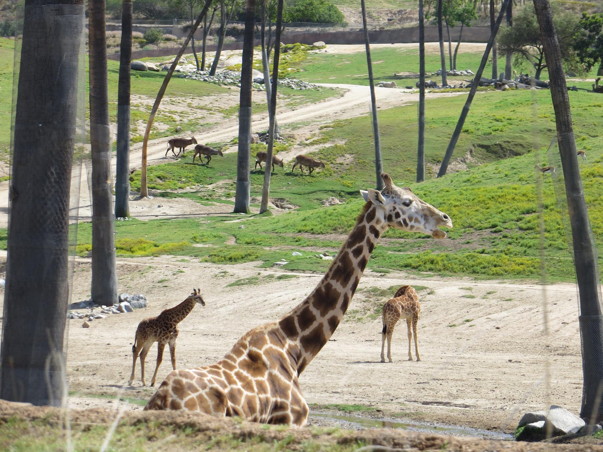 2048x1536 Getting wild at the San Diego Safari Park & San Diego Zoo Single Traveller