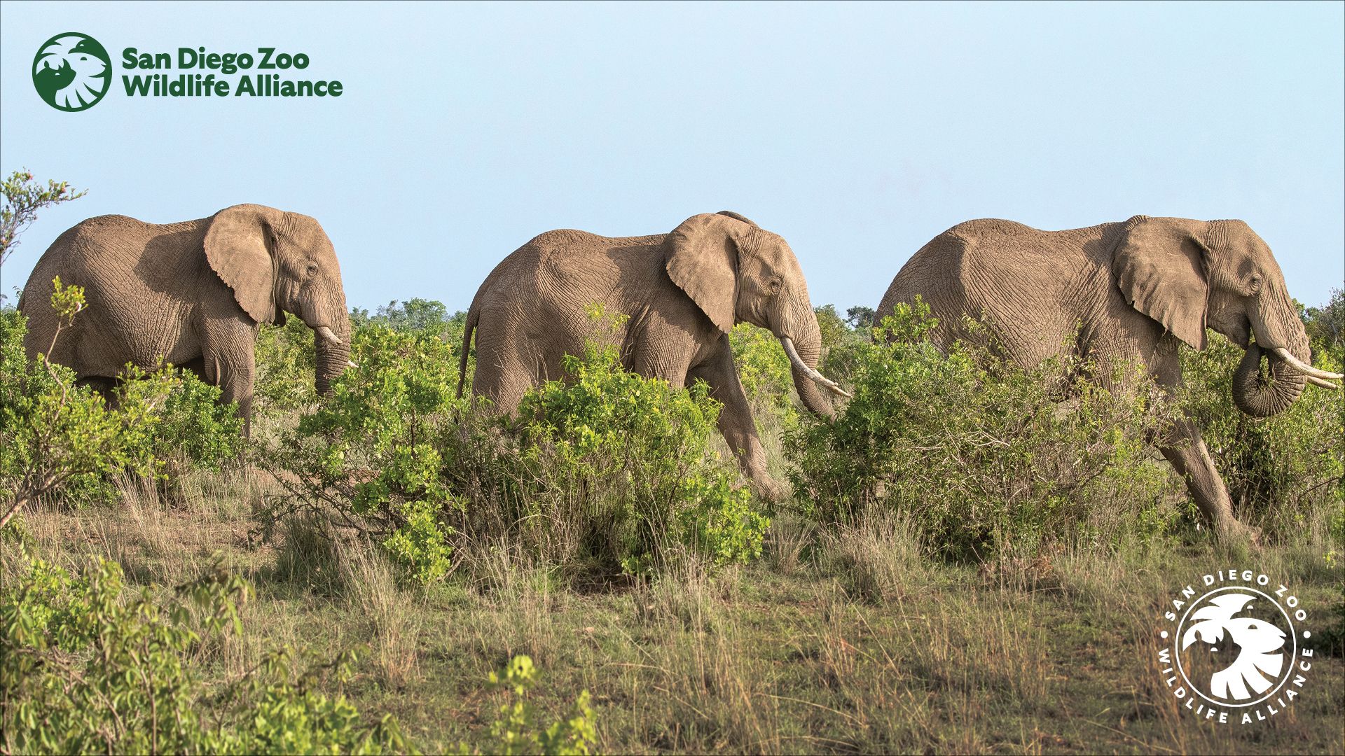 1920x1080 San Diego Zoo Wildlife Alliance background for National Endangered Species Day (May 21st)