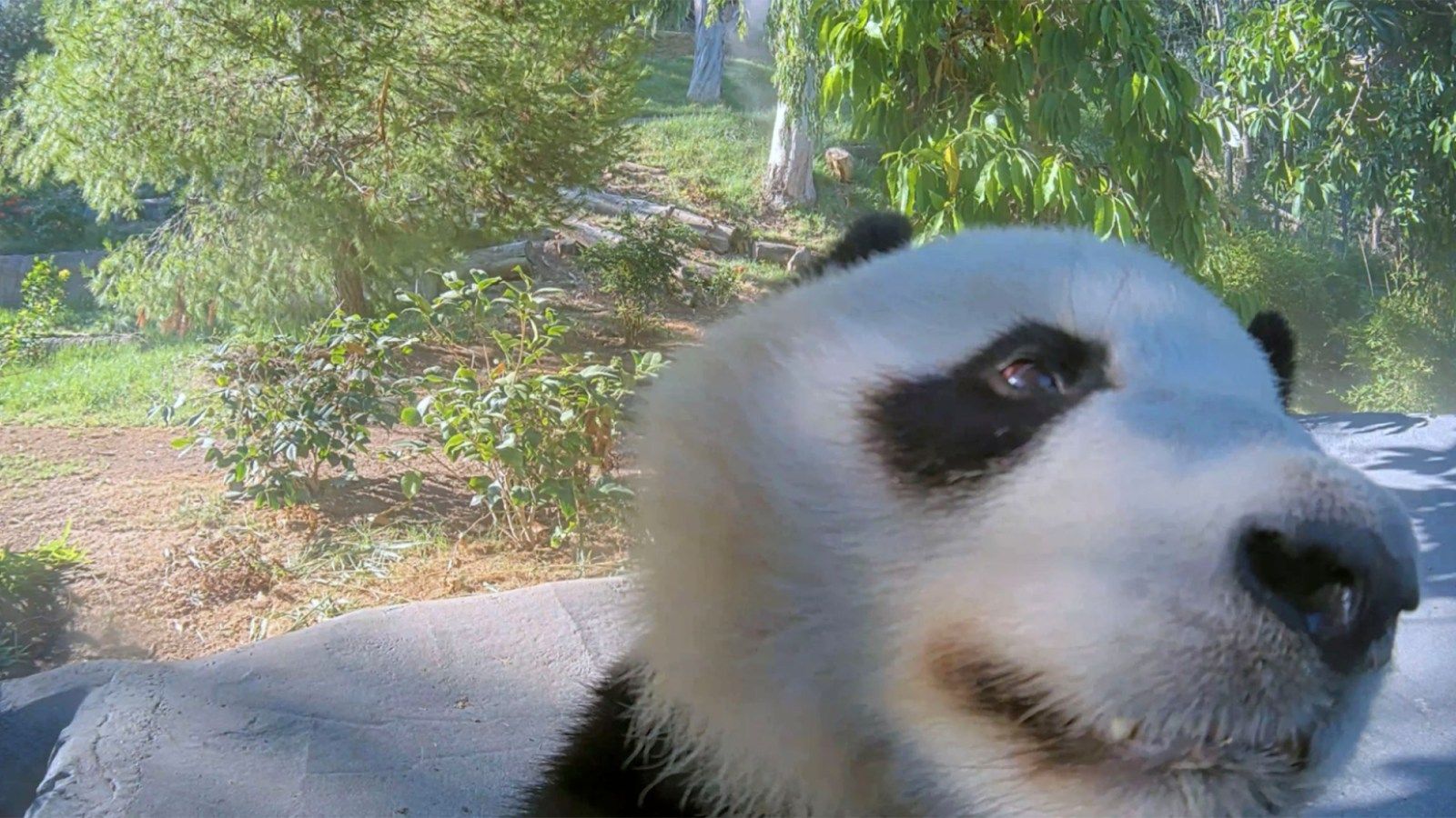 1600x900 San Diego Zoo launches new Panda Cam