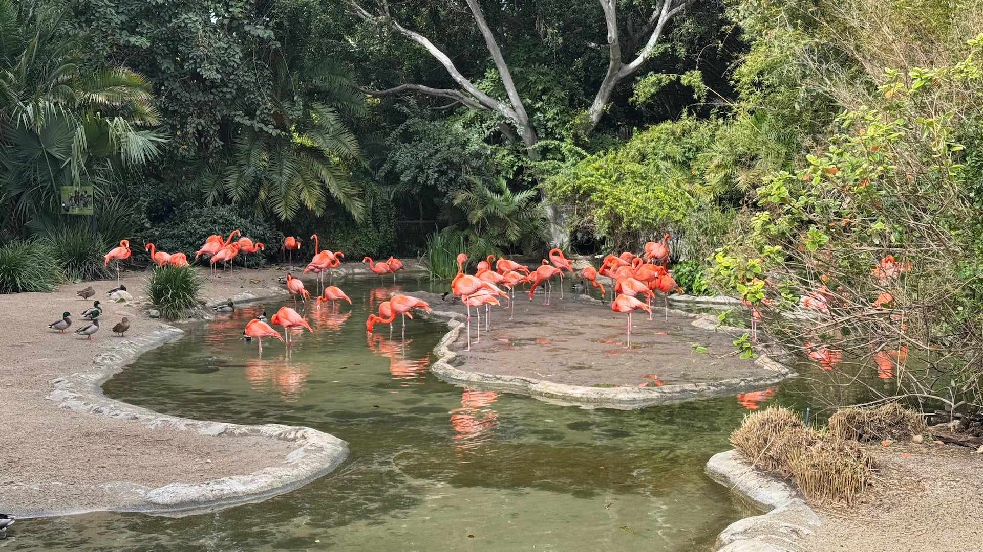 1920x1080 San Diego Zoo Inside Look Tour: A Behind The Scenes Adventure