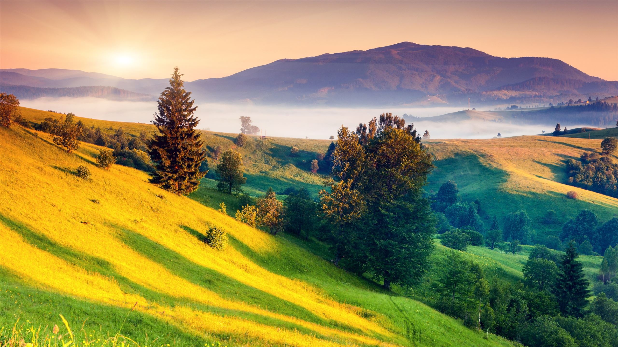 2560x1440 sunrises and sunsets scenery grass hill 5k MacBook Air Wallpaper Download