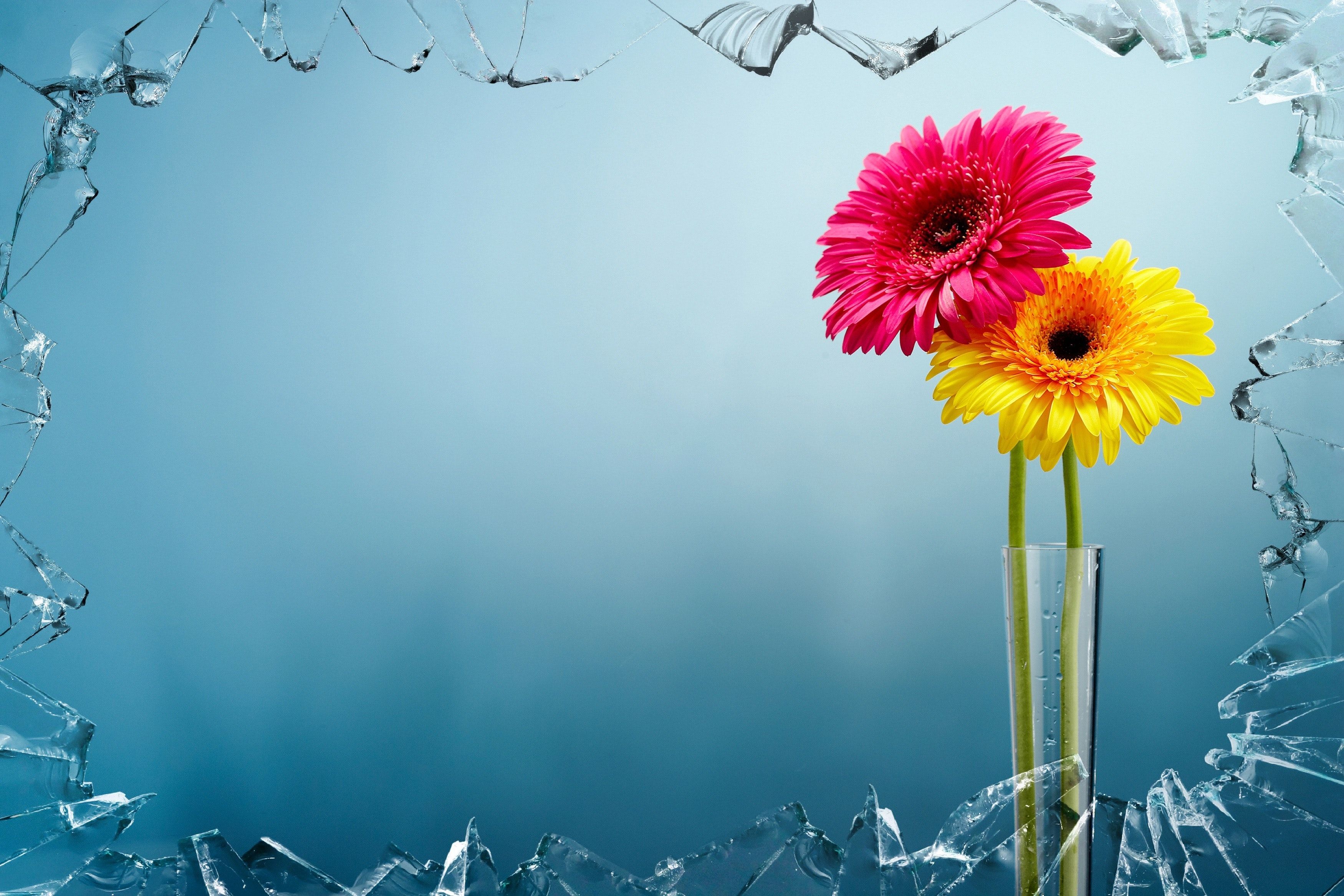 3500x2334 Free photo: Yellow and Pink Flowers View Behind Broken Glass, Blossom, Broken