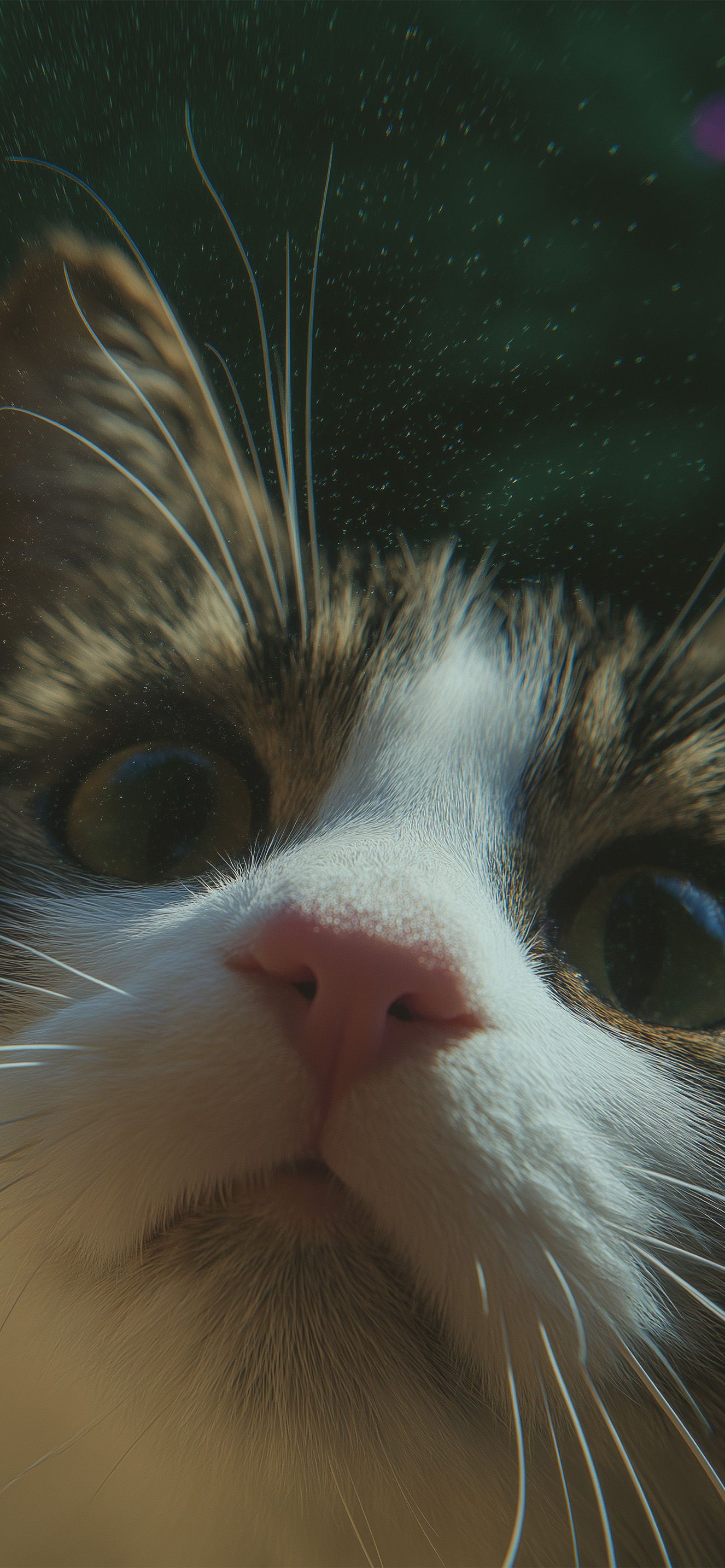 1326x2868 Funny Cat Closeup Whiskers Wallpaper Wallpaper HD