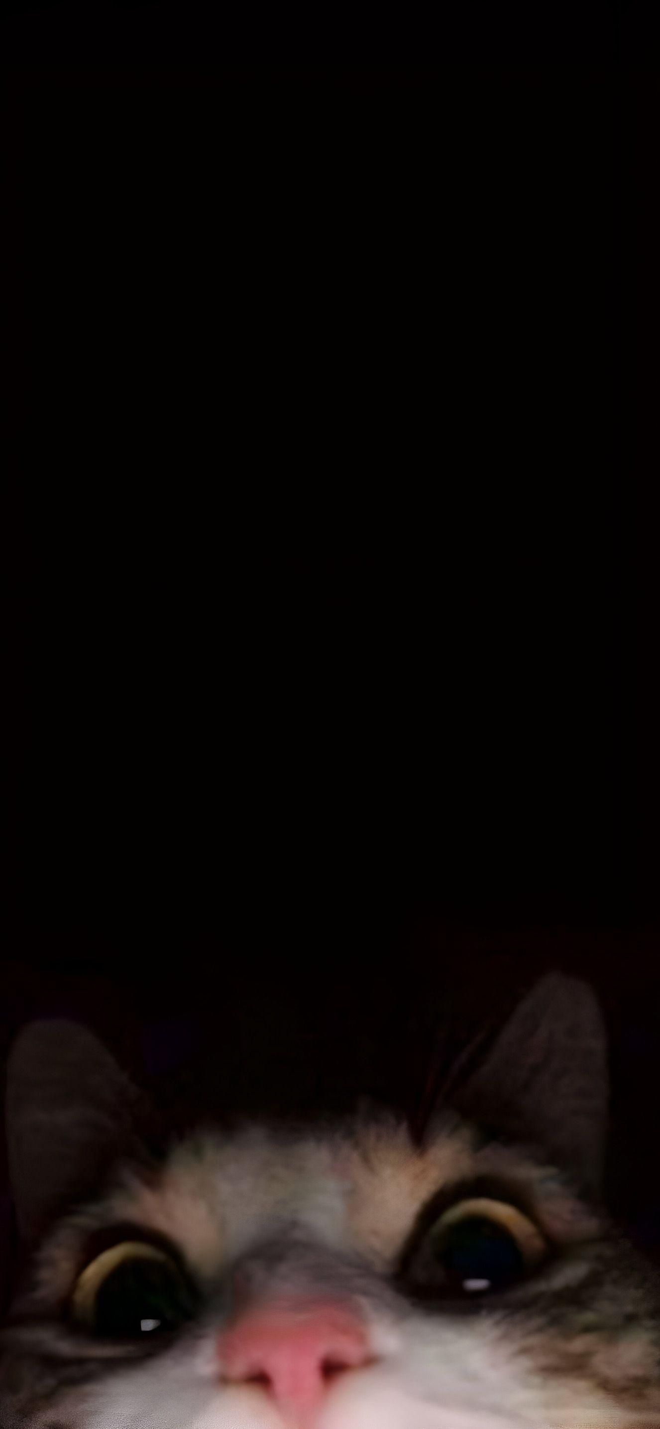 1326x2868 Funny Cat Peeking From Bottom Meme Wallpaper