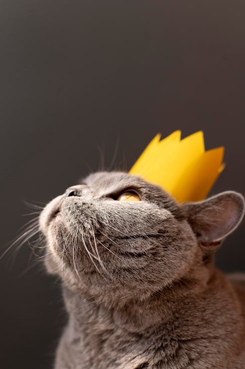 492x740 Funny cat wallpaper Image