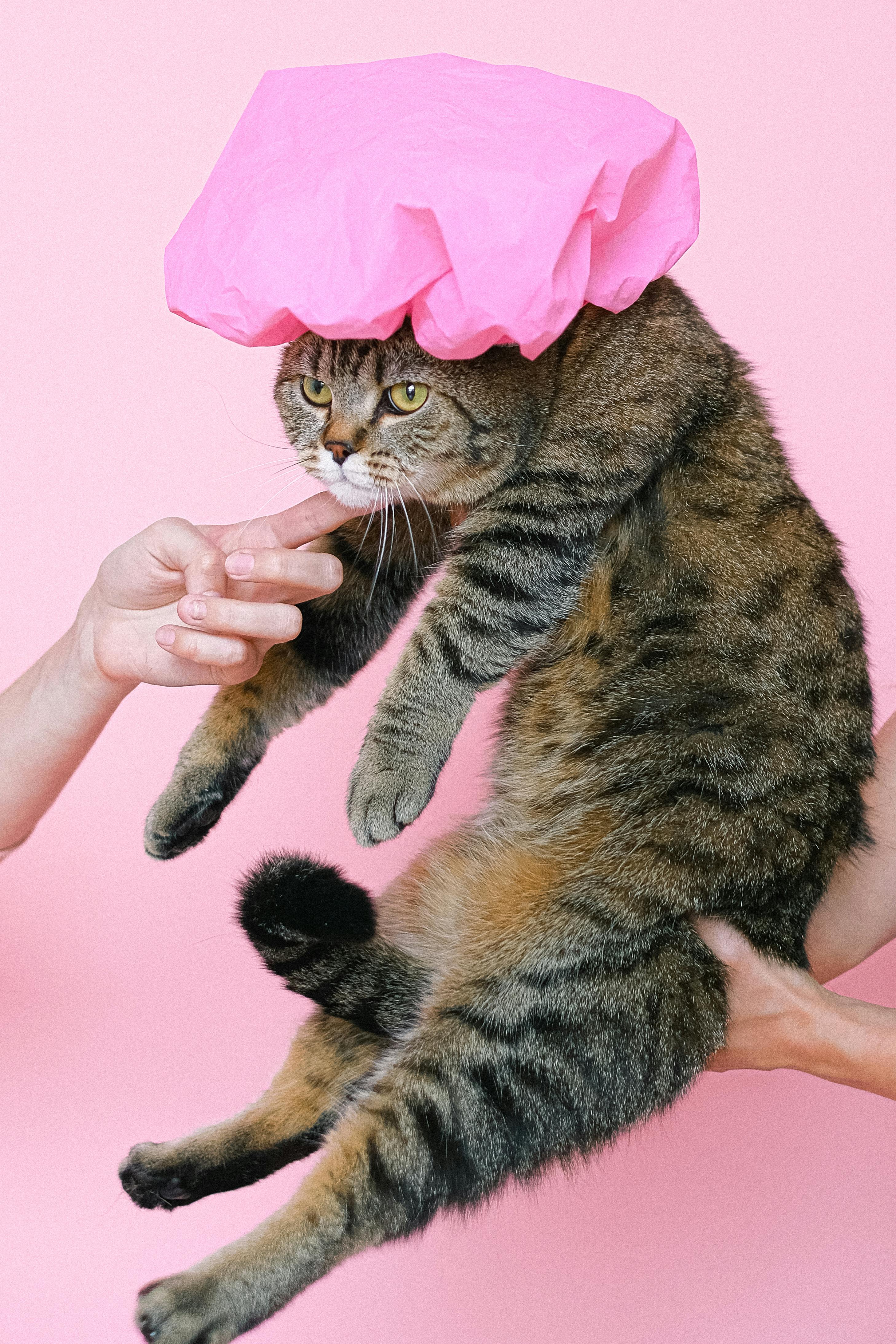 2915x4373 Funny Cat Photo, Download The BEST Free Funny Cat & HD Image